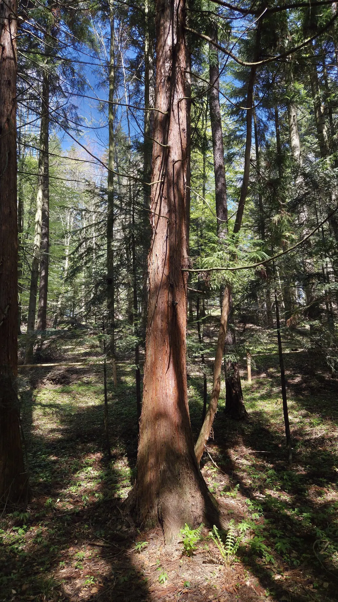Japanese Cedar (Cryptomeria Japonica 'Elegans') — Growing 10-15 ft tall with a 10 ft spread, it thrives in zones 5-9, preferring full sun to partial shade; it