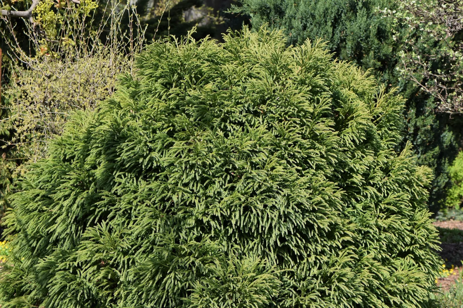 Japanese Cedar (Cryptomeria Japonica 'Elegans') — It requires minimal pruning to maintain shape and is relatively low maintenance