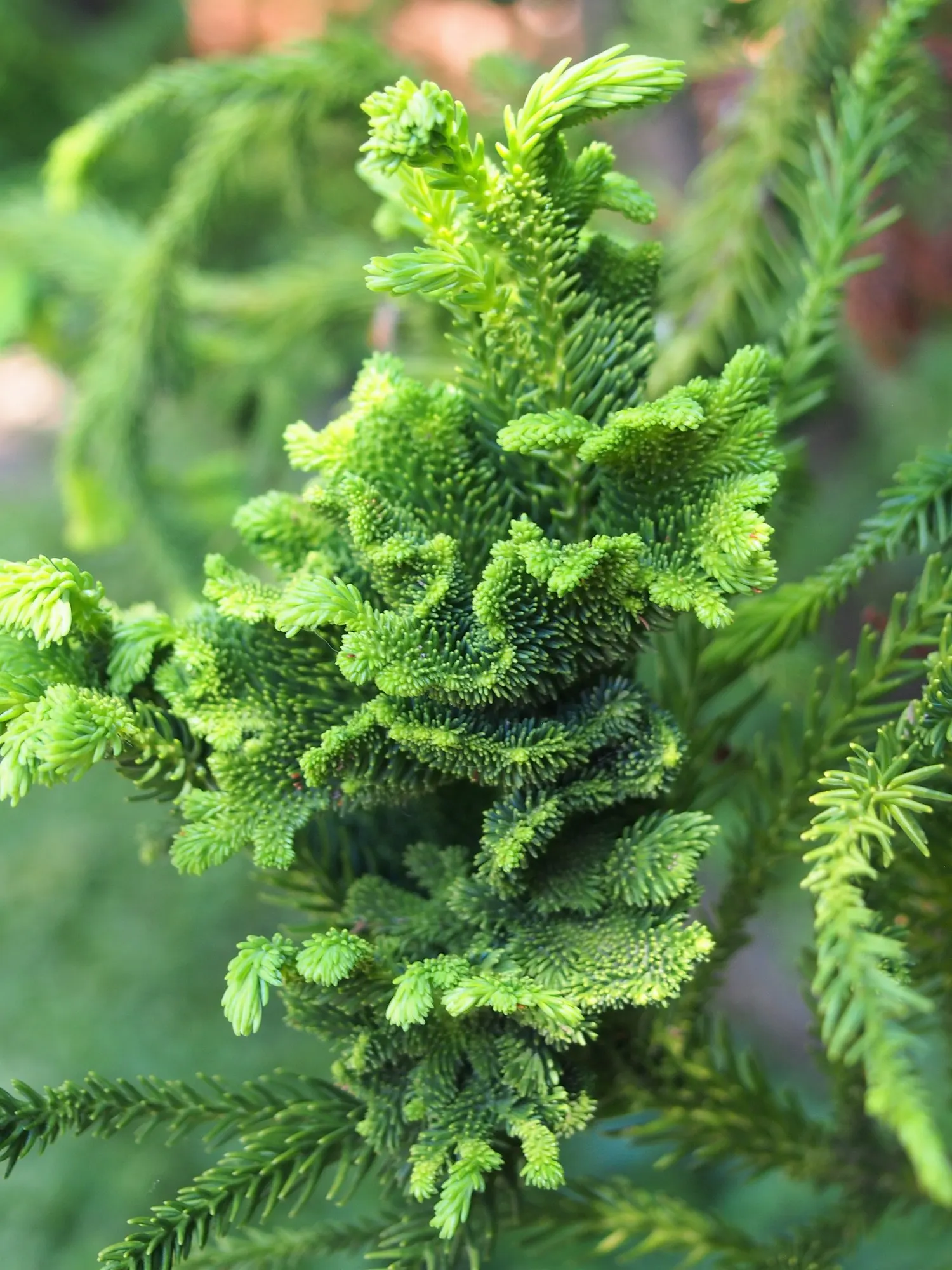 Japanese Cedar (Cryptomeria Japonica 'Elegans') — conifer / shrub for full