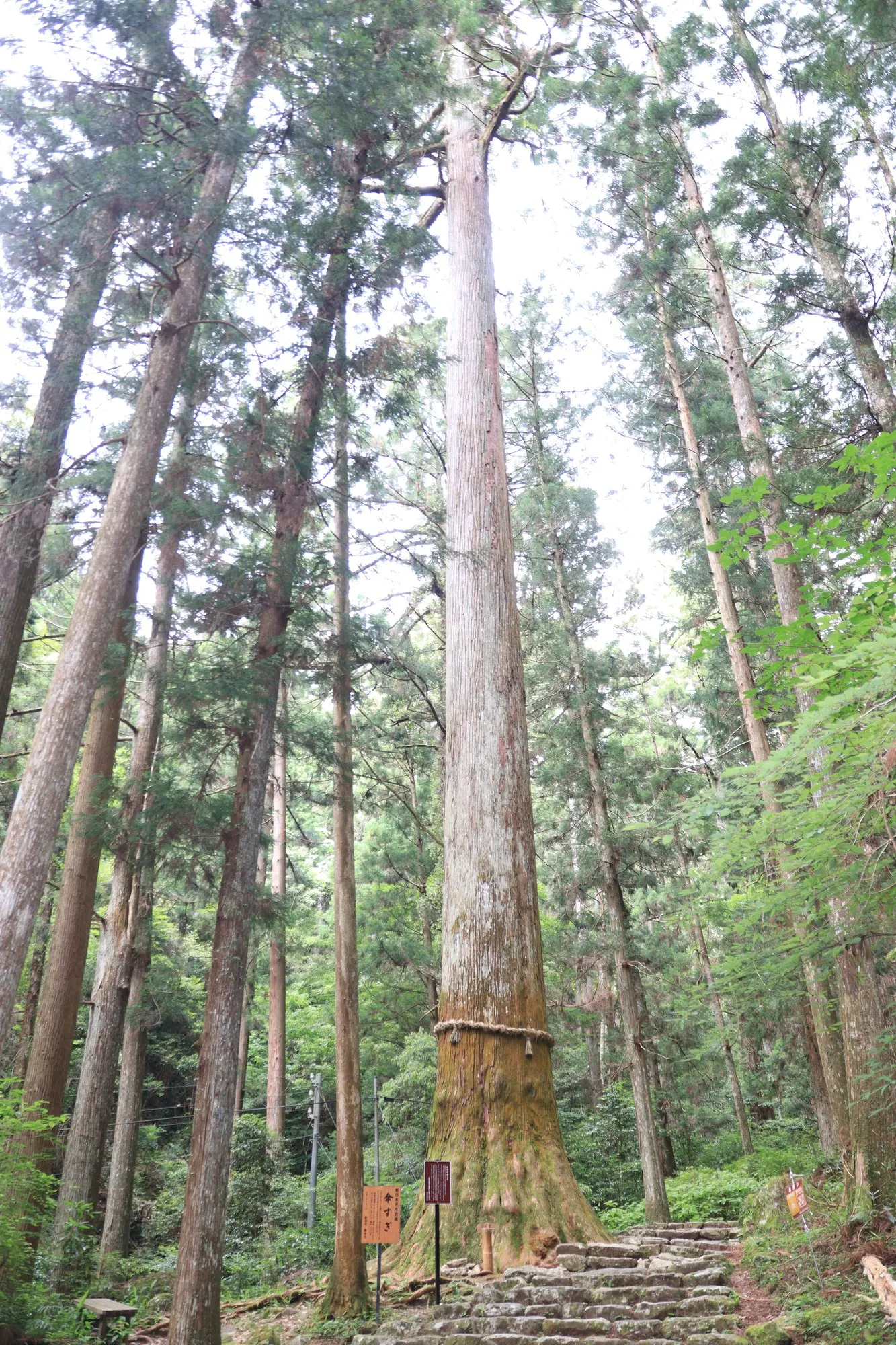Japanese Cedar (Cryptomeria Japonica 'Elegans') — or even as part of a larger evergreen border