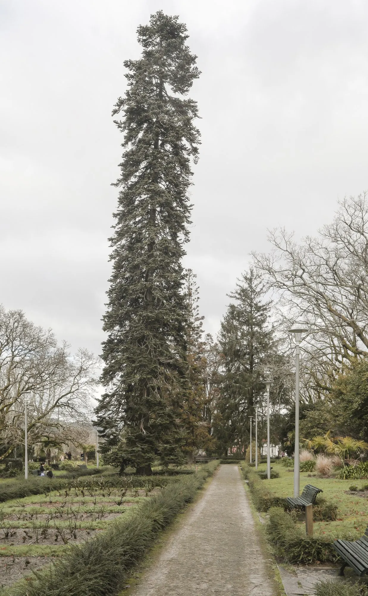 Japanese Cedar (Cryptomeria Japonica 'Elegans') — making it an attractive option for both novice and experienced gardeners