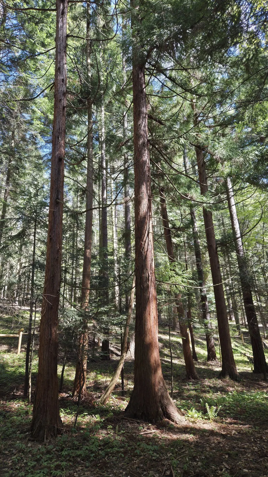 Japanese Cedar (Cryptomeria Japonica 'Elegans') — making it versatile for various landscape designs; soft-textured presence in the landscape