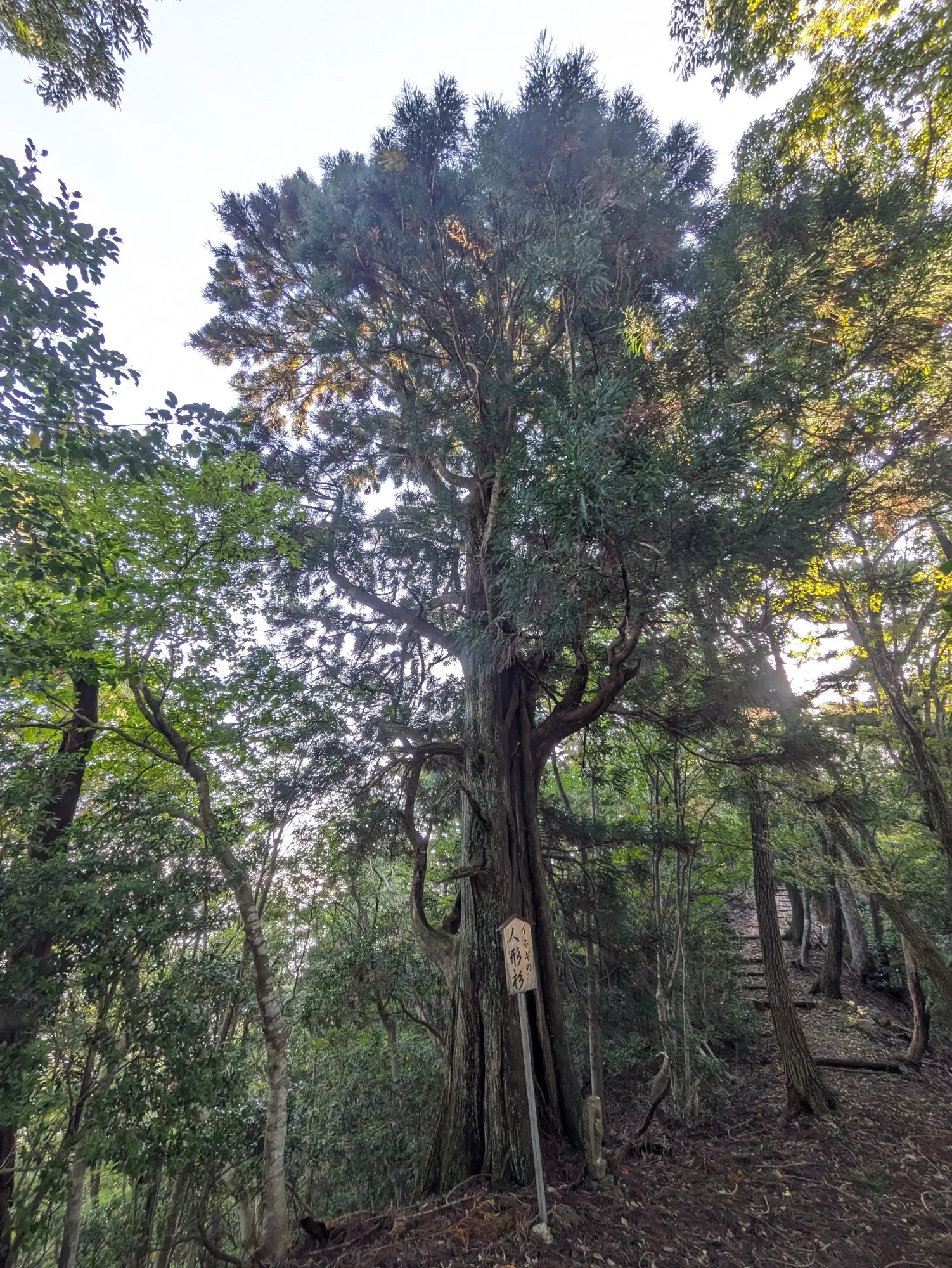 Japanese Cedar (Cryptomeria Japonica 'Elegans') — Cryptomeria japonica 'Elegans' brings a graceful and dynamic element to landscape designs