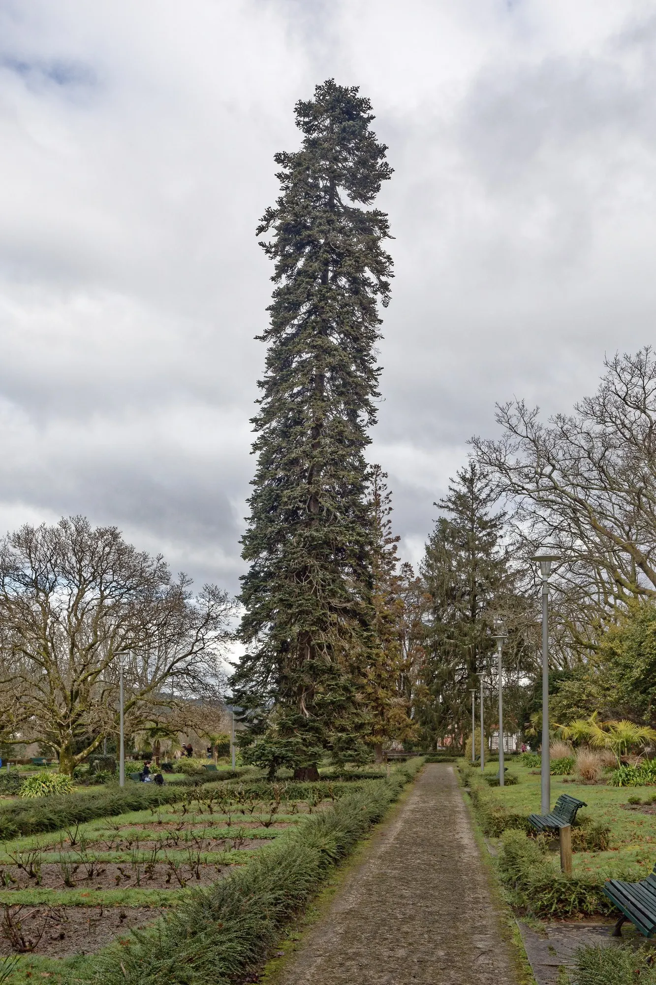 Japanese Cedar (Cryptomeria Japonica 'Elegans') — Its foliage transitions from bright green in summer to bronze in winter; the Plume Cedar grows in a pyramidal