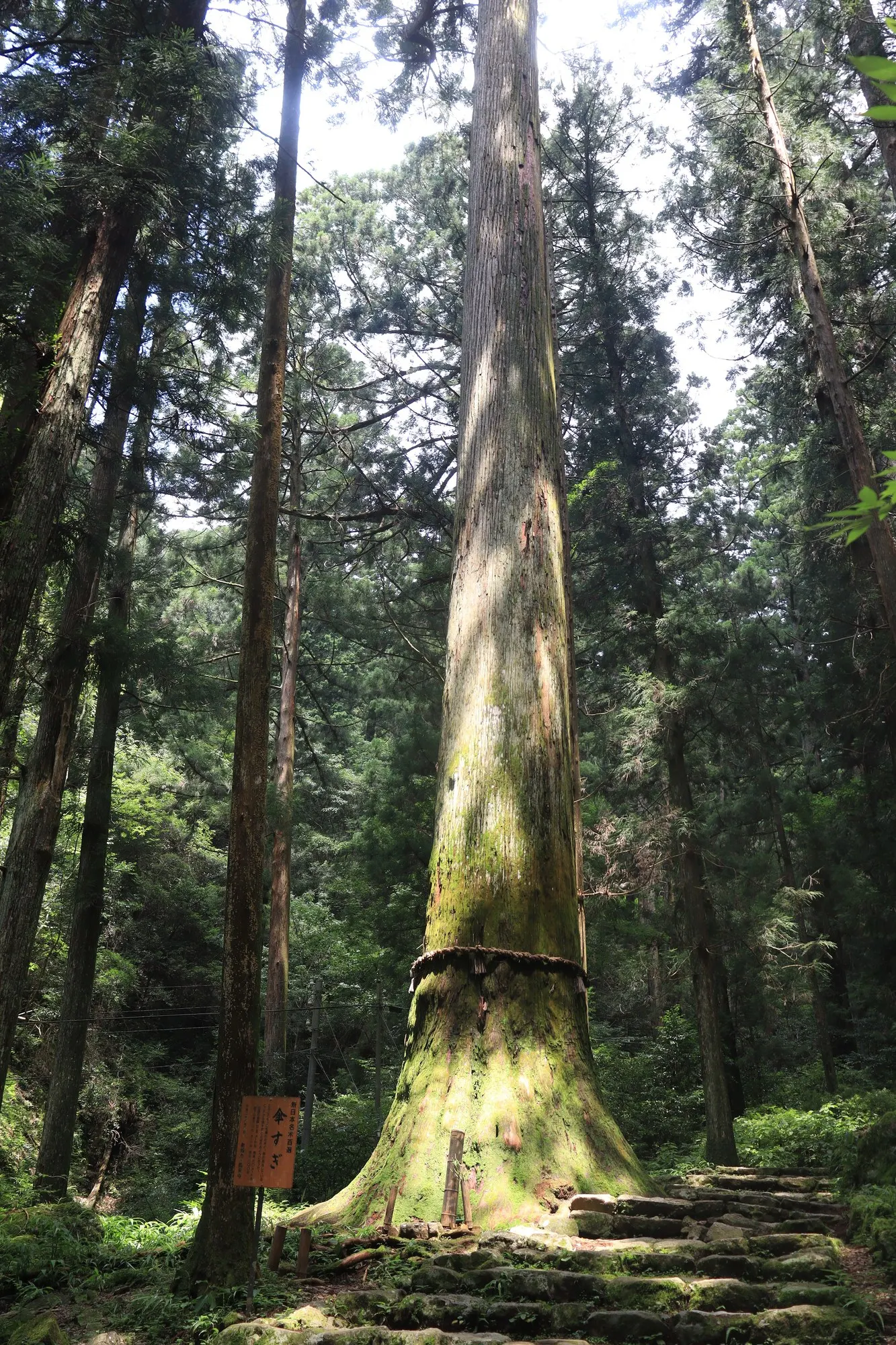 Japanese Cedar (Cryptomeria Japonica 'Elegans') — the Plume Cedar can be used as a focal point