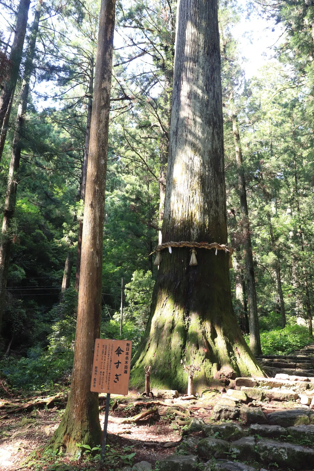 Japanese Cedar (Cryptomeria Japonica 'Elegans') — However, it is adaptable to a variety of soil types if good drainage is provided