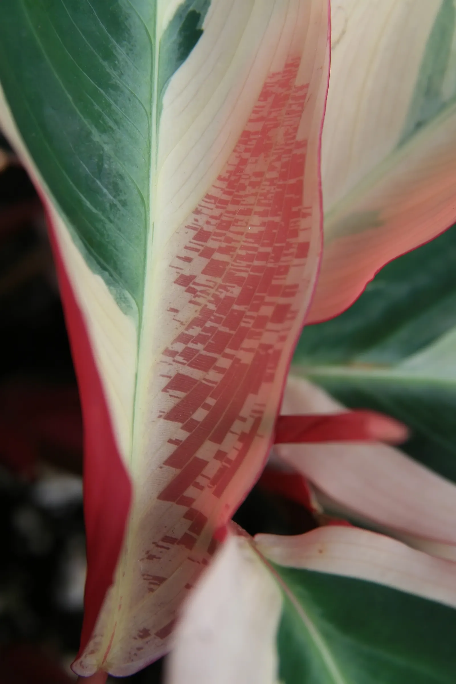 Socialite® Triostar (Stromanthe sanguinea) — commonly referred to as Triostar Stromanthe