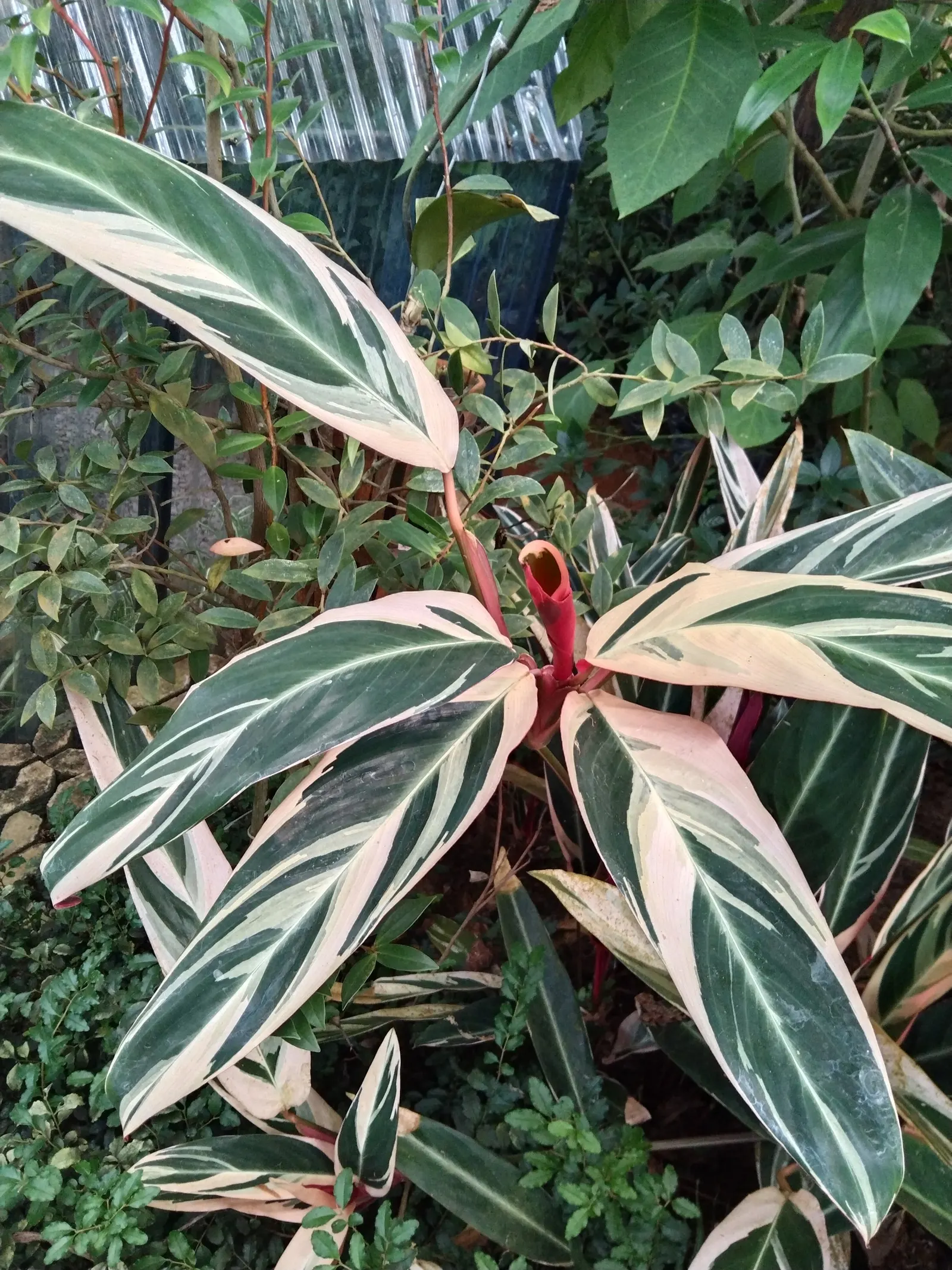 Socialite® Triostar (Stromanthe sanguinea) — offers a striking display of mottled green