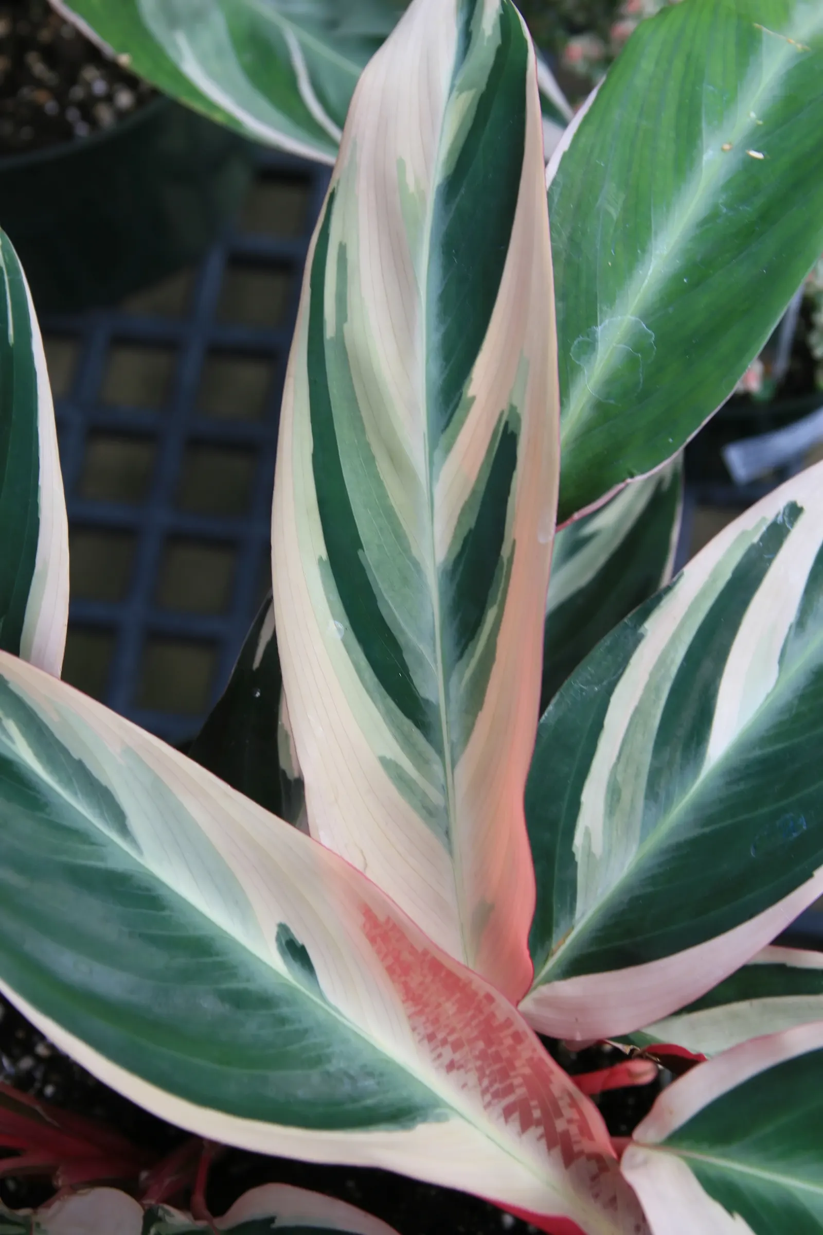 Socialite® Triostar (Stromanthe sanguinea) — Notably appreciated for its vibrant foliage