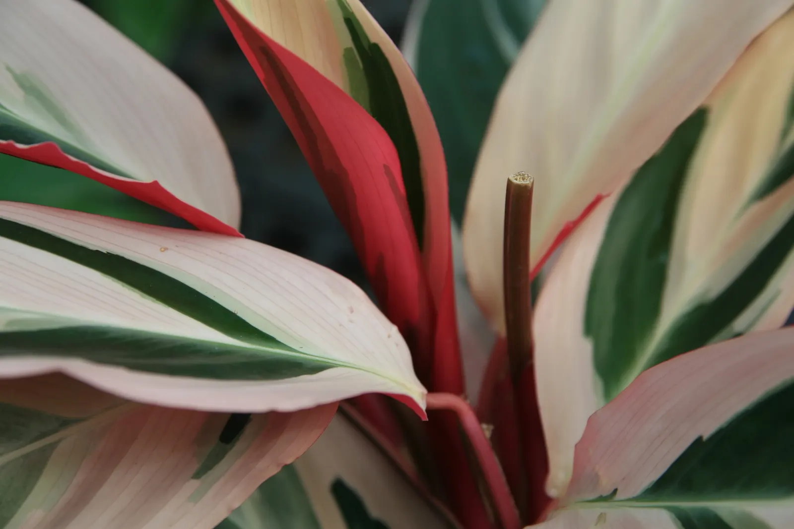 Socialite® Triostar (Stromanthe sanguinea) — Maturing to 2-3 feet in height and width, it makes an exceptional understory plant or indoor specimen