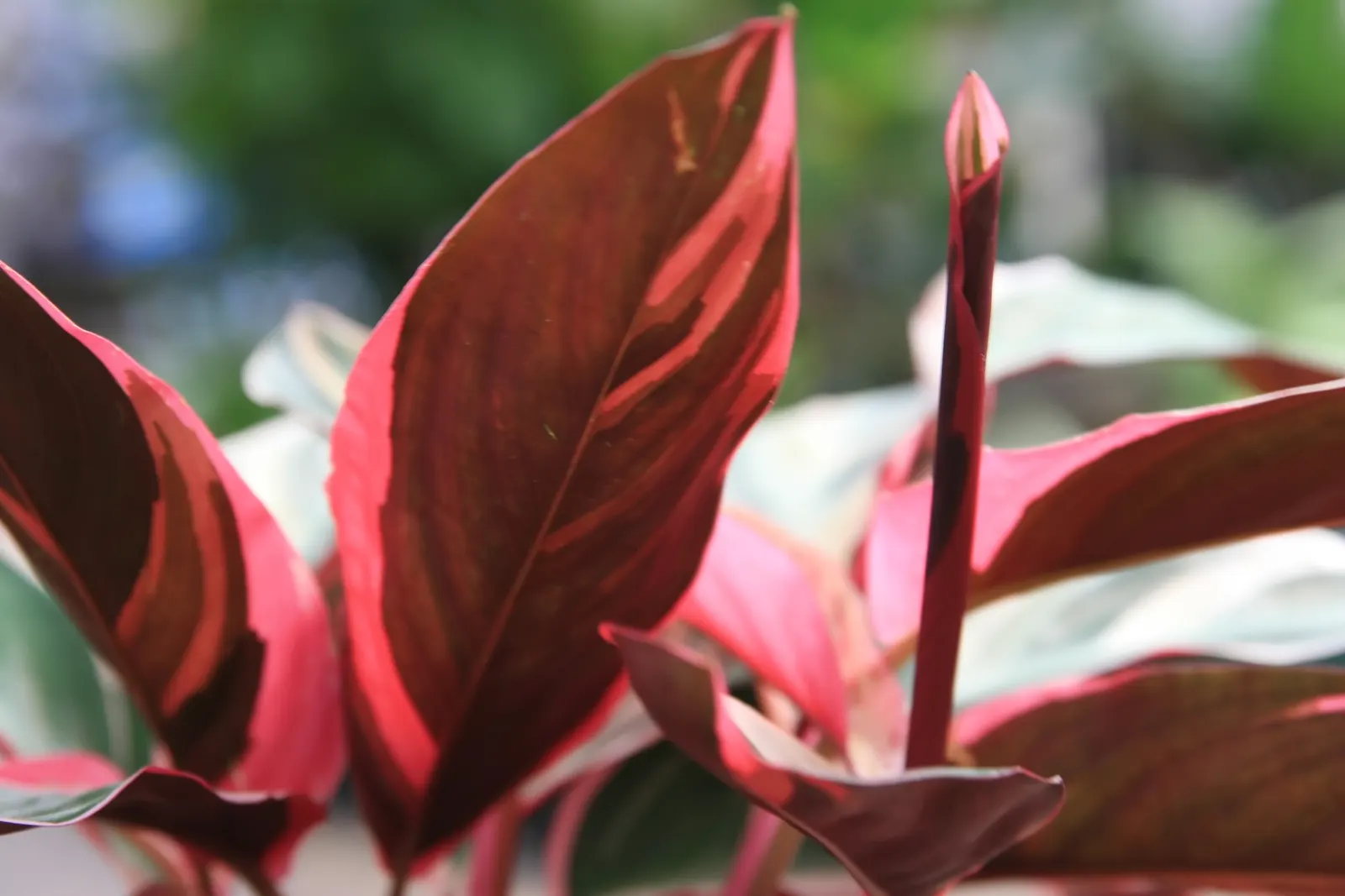 Socialite® Triostar (Stromanthe sanguinea) — Its dramatic foliage adds color contrast in a shaded garden pallet or as a vibrant houseplant