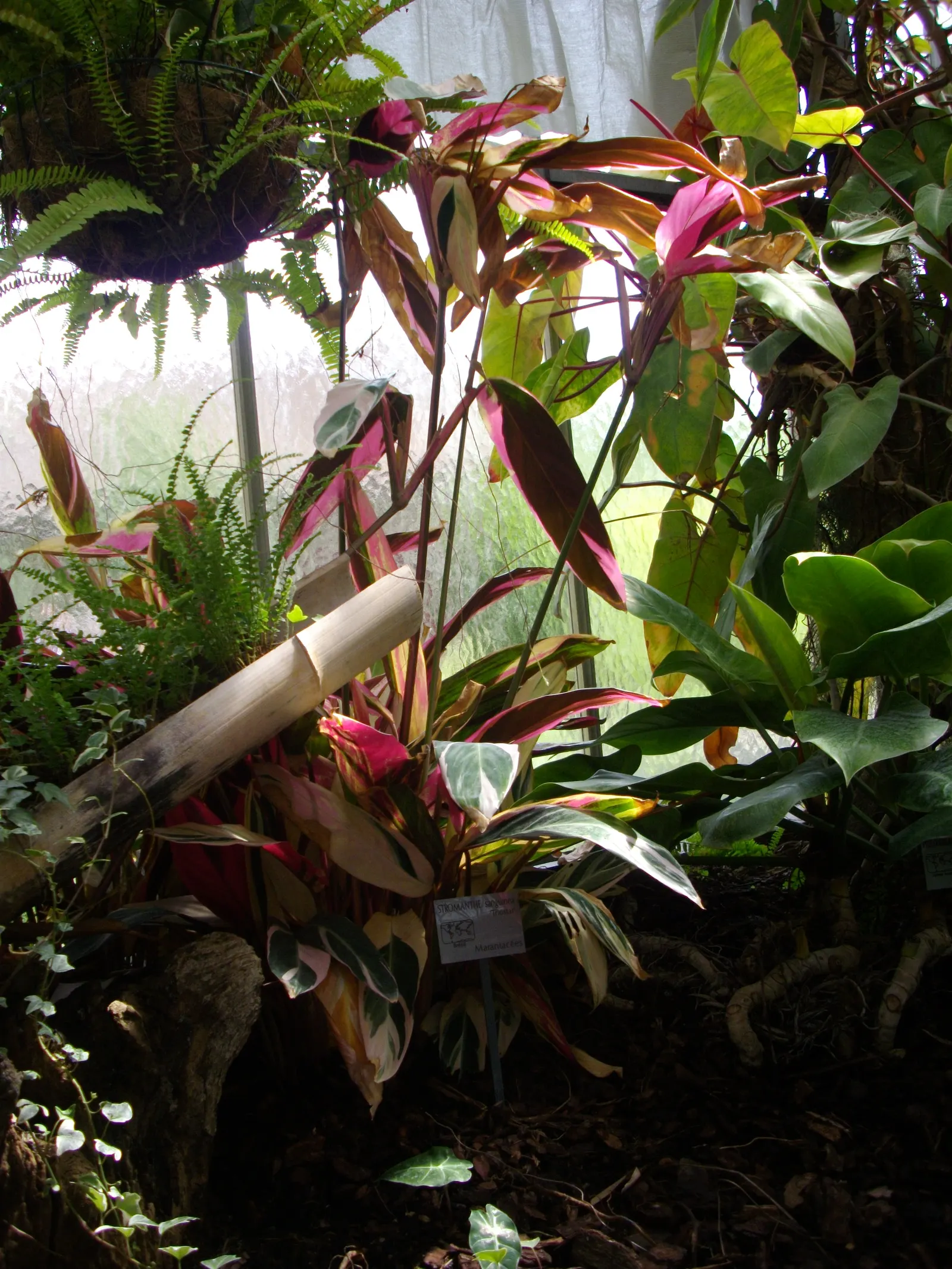 Socialite® Triostar (Stromanthe sanguinea) — This tropical perennial thrives in partial to full shade and moist, well-draining soil