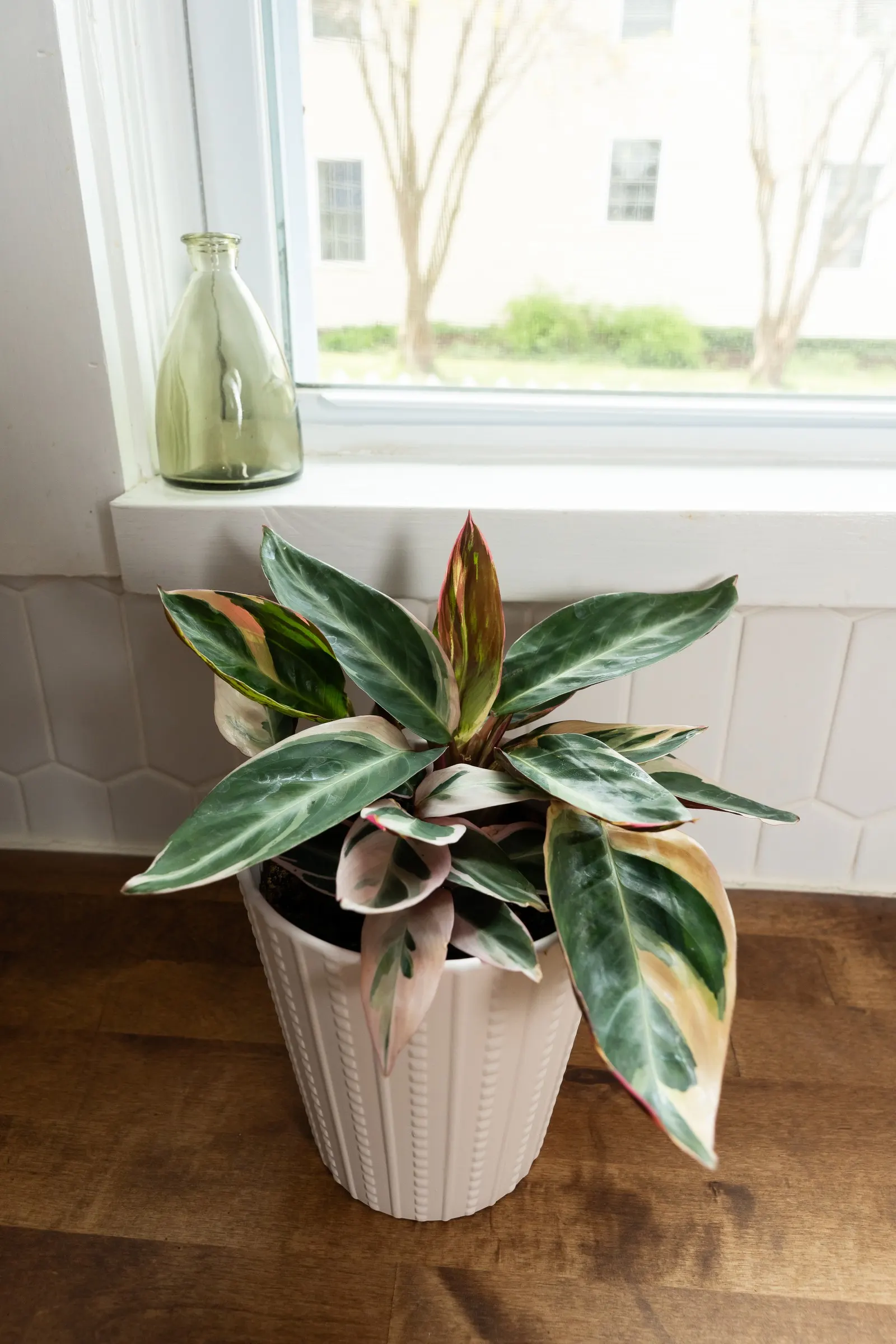 Socialite® Triostar (Stromanthe sanguinea) — The Stromanthe sanguinea 'Triostar'
