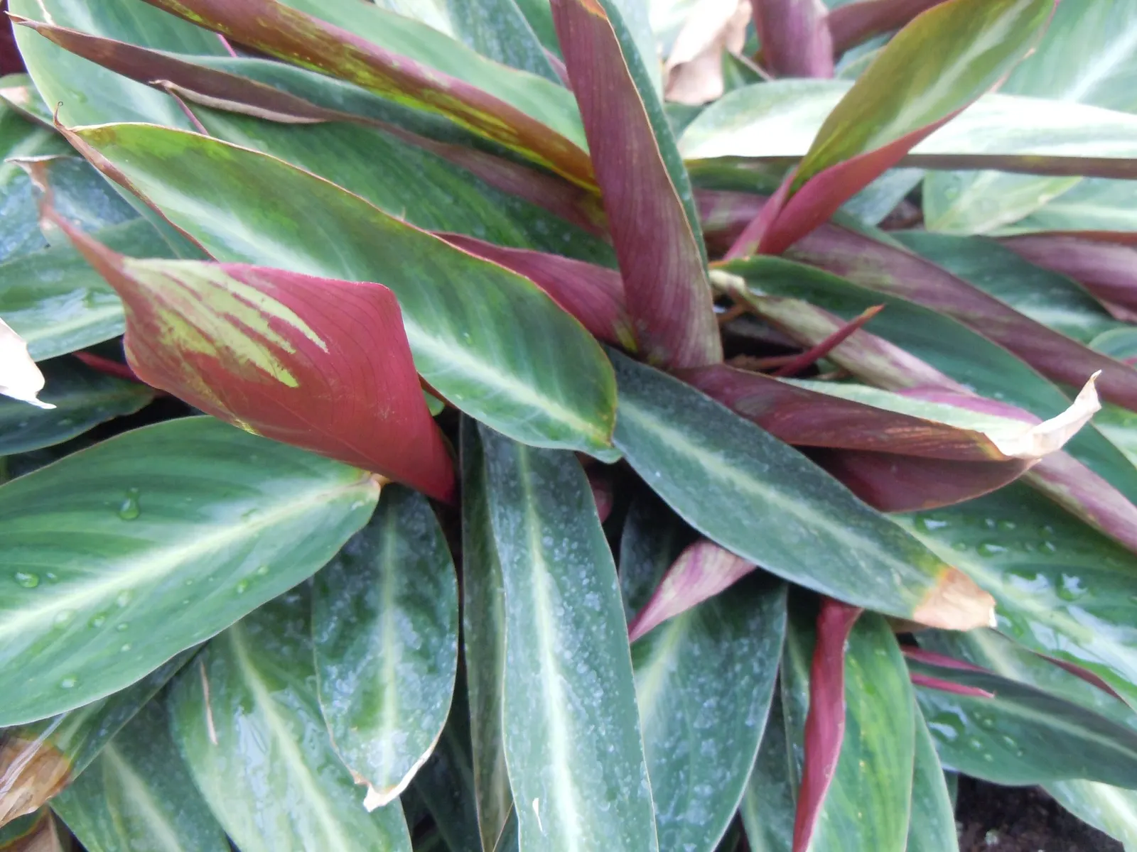 Socialite® Triostar (Stromanthe sanguinea) — They thrive in well-draining, consistently moist soil, indicative of their native rainforest habitats