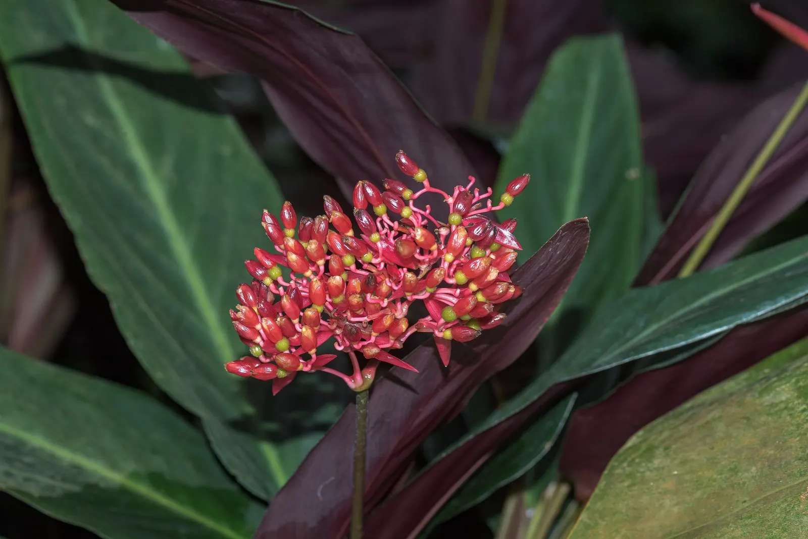 Socialite® Triostar (Stromanthe sanguinea) — Fertilize monthly during the growing season with a balanced