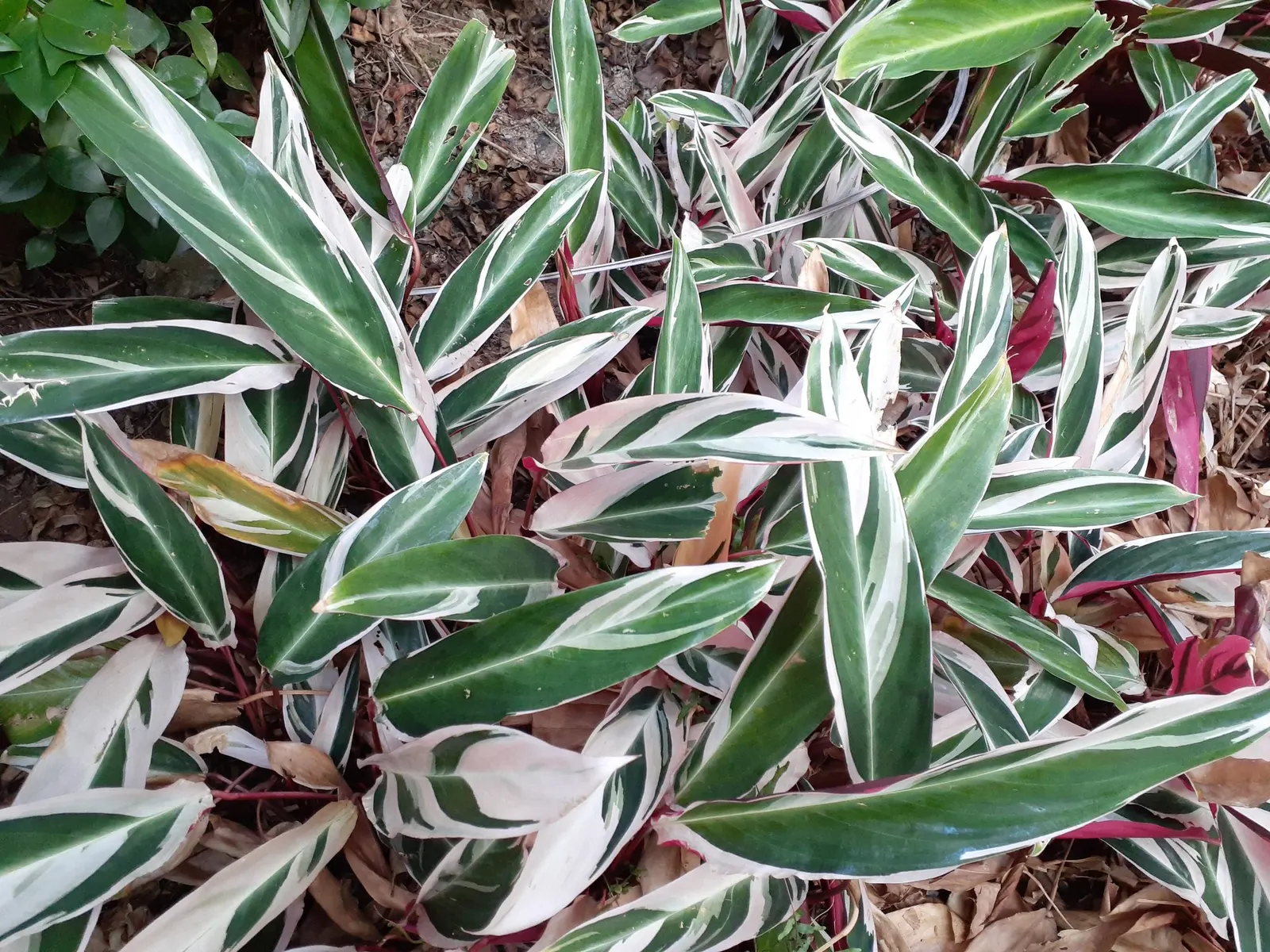 Socialite® Triostar (Stromanthe sanguinea) — perennial with pink blooms