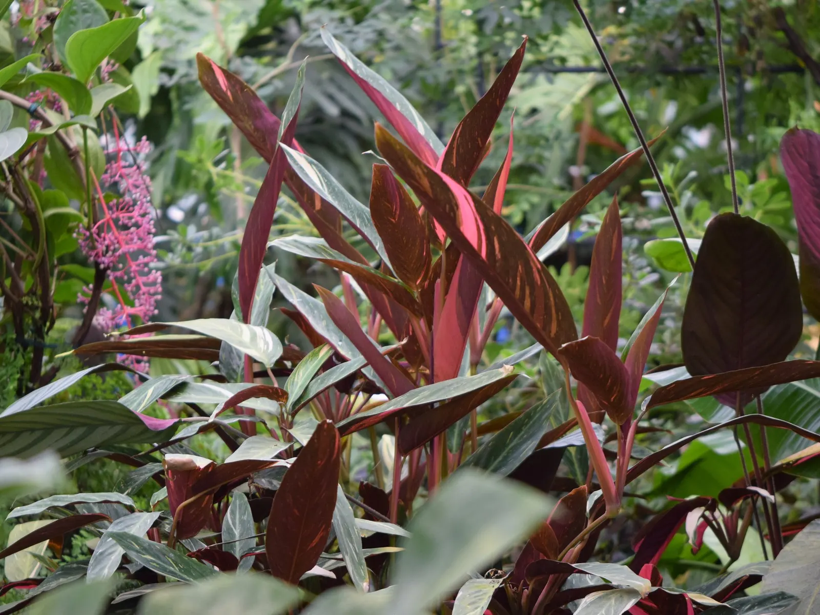 Socialite® Triostar (Stromanthe sanguinea) — will help maintain their lush appearance.<br><br>Designed for USDA hardiness zones 9b to 11