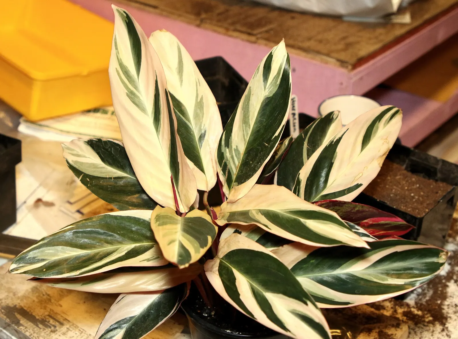Socialite® Triostar (Stromanthe sanguinea) — the leaves of the Triostar have a unique variegation pattern featuring a harmonious blend of cream