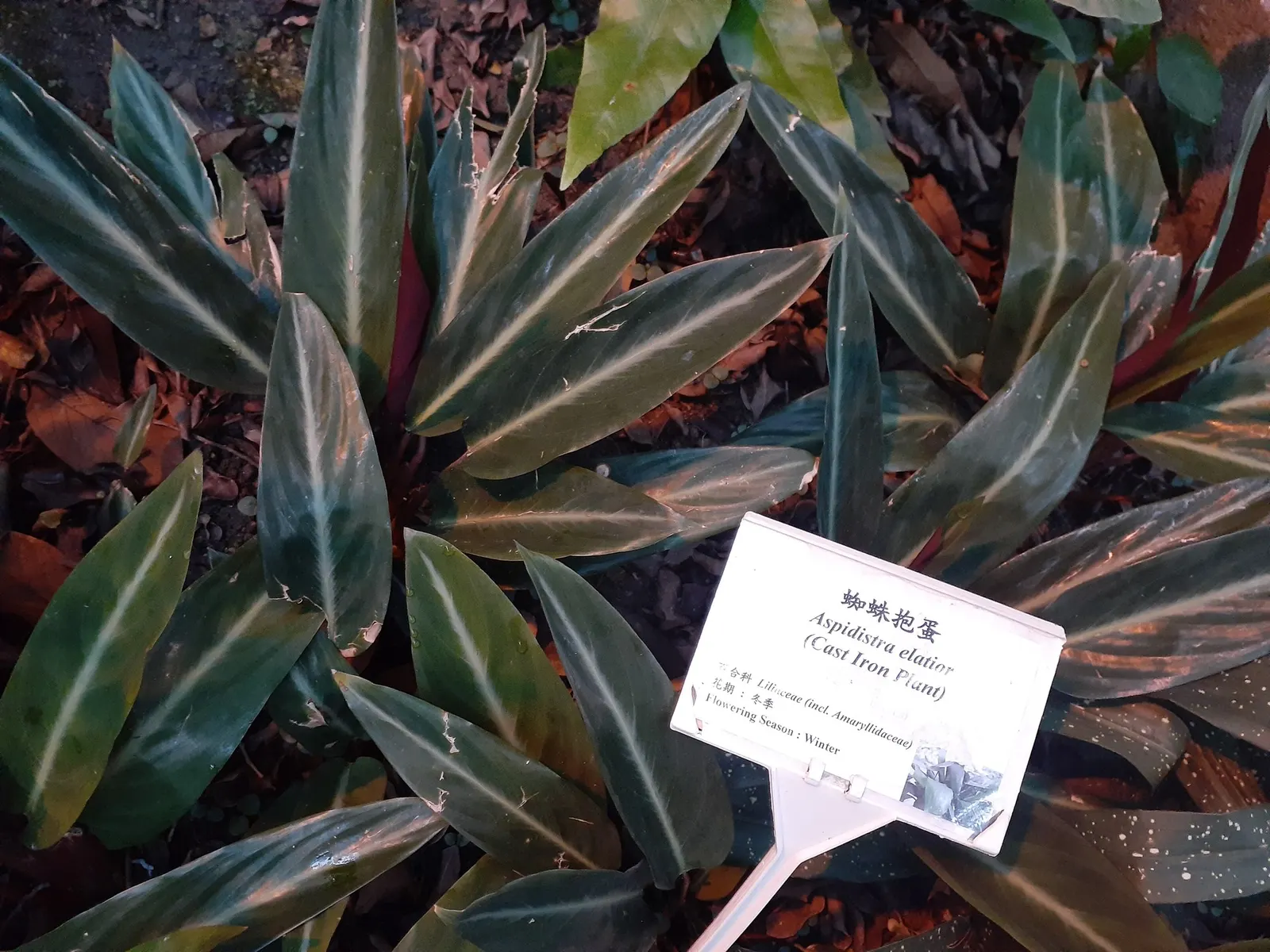 Socialite® Triostar (Stromanthe sanguinea) — Providing an environment with high humidity