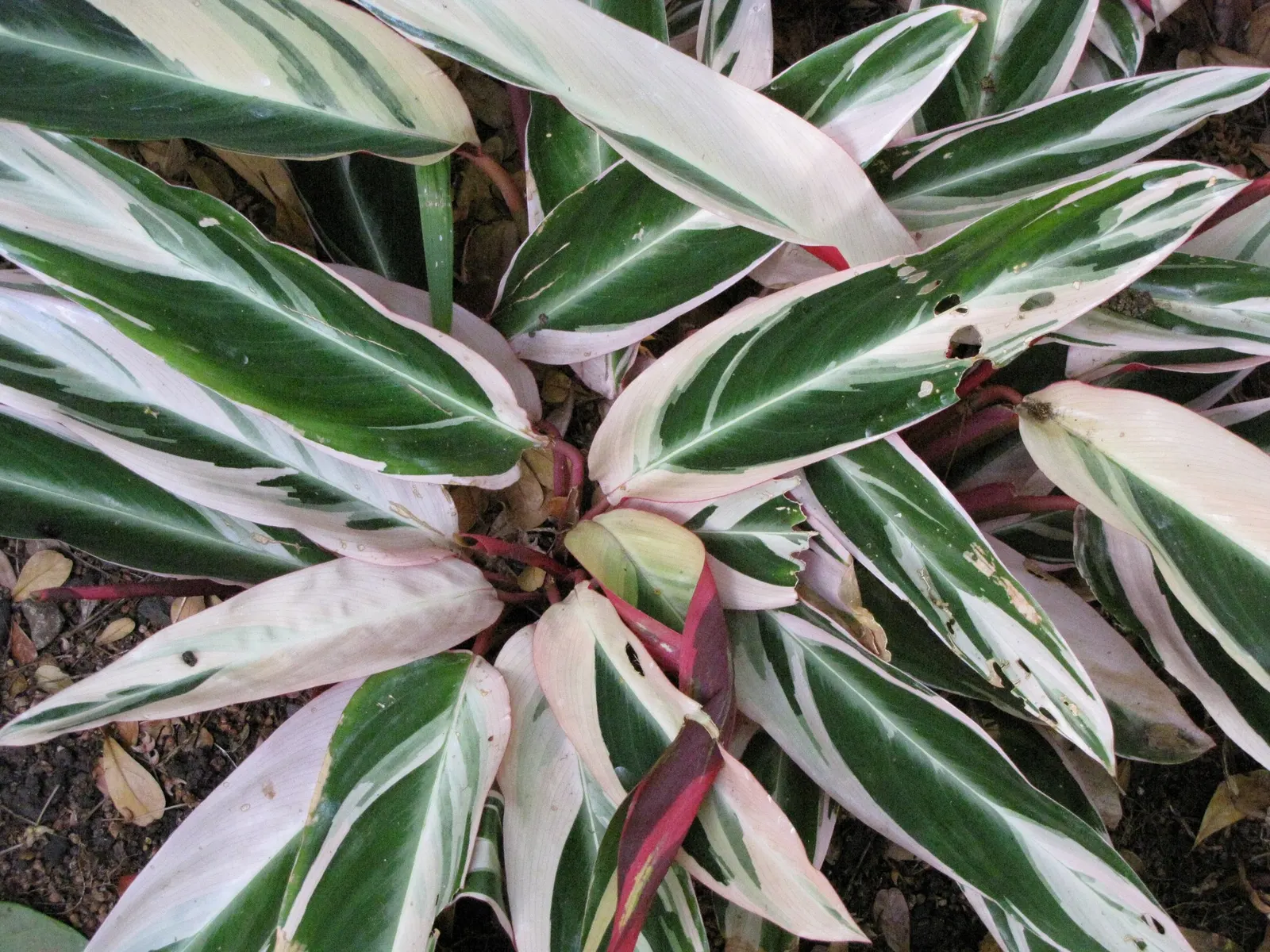 Socialite® Triostar (Stromanthe sanguinea) — In colder climates, they should be treated as indoor houseplants or seasonal outdoor plants