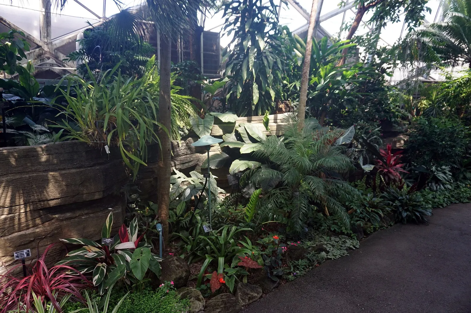 Socialite® Triostar (Stromanthe sanguinea) — akin to their tropical origins