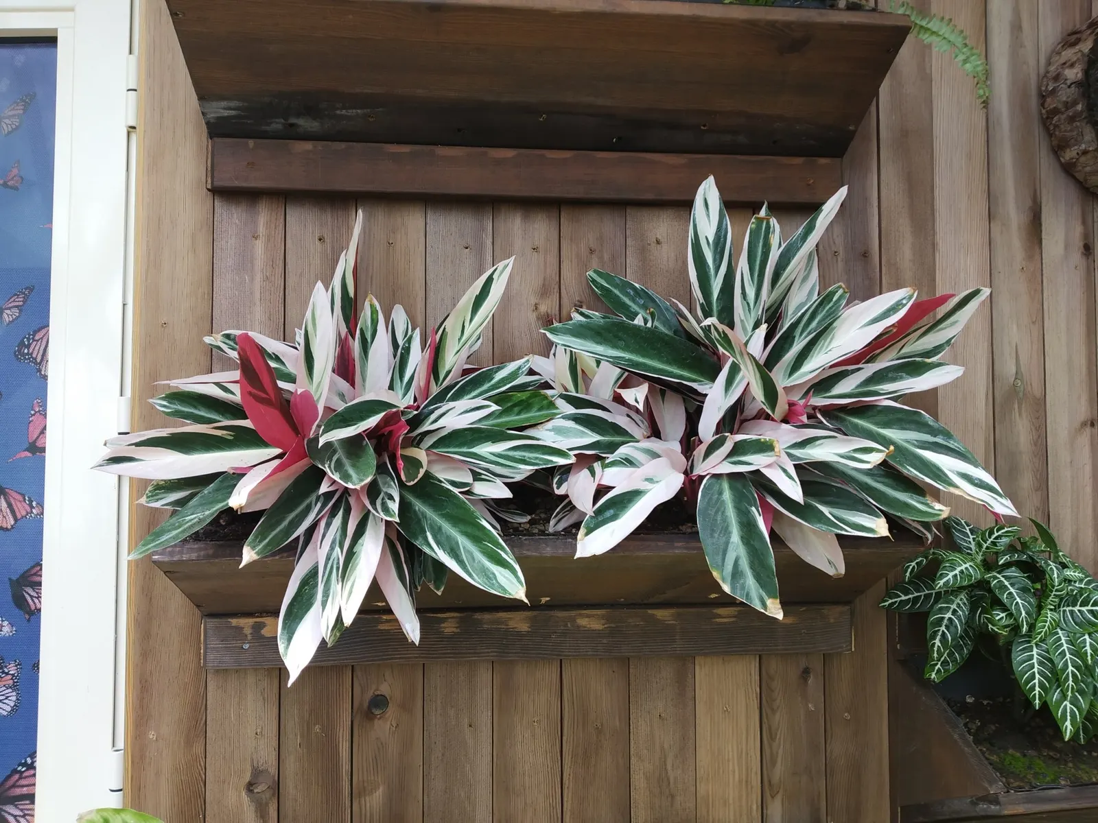 Socialite® Triostar (Stromanthe sanguinea) — pink flowers in the garden