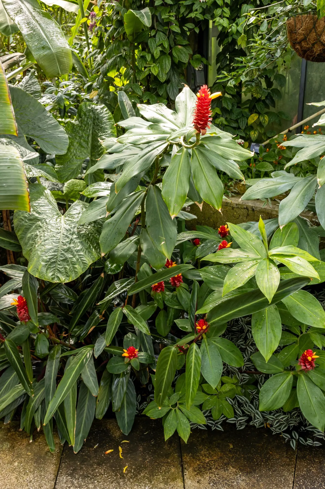 Socialite® Triostar (Stromanthe sanguinea) — they can be planted outdoors year-round
