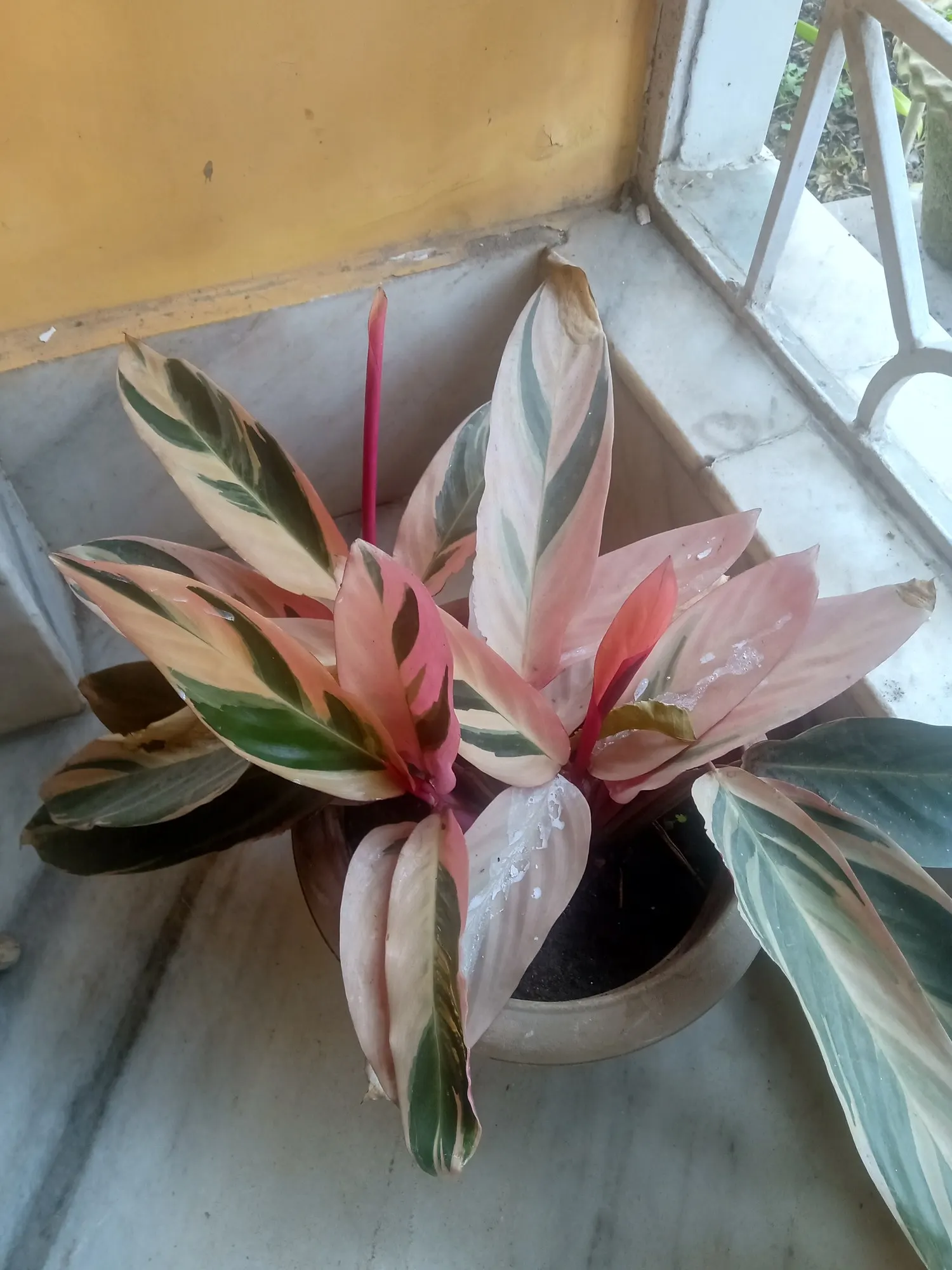 Socialite® Triostar (Stromanthe sanguinea) — Regular watering is crucial - aim for soil that is moist but not waterlogged