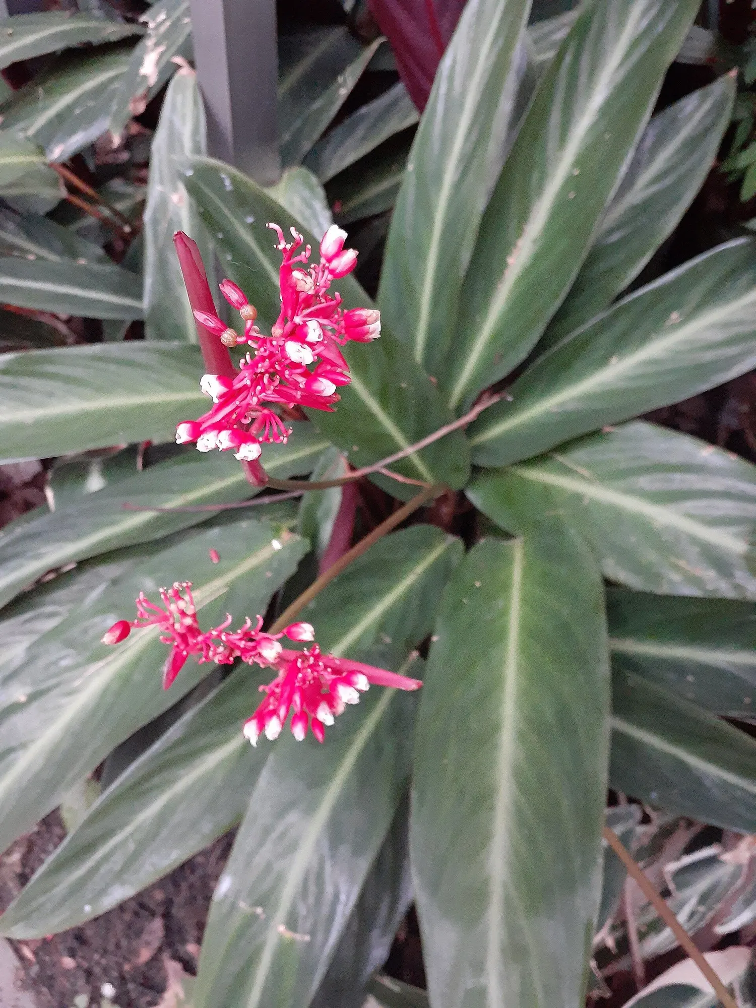 Socialite® Triostar (Stromanthe sanguinea) — with a striking magenta shade on the underside