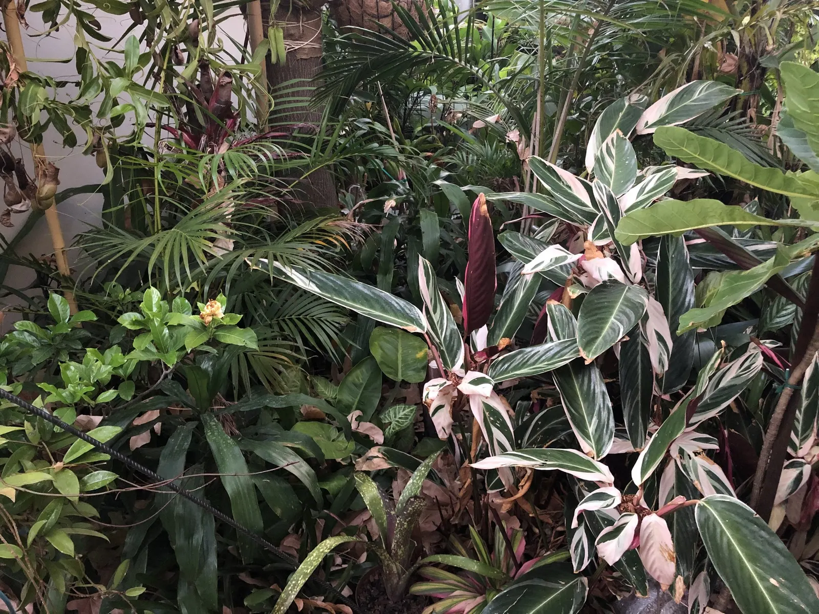 Socialite® Triostar (Stromanthe sanguinea) — Triostar Stromanthes prefer partial to full shade