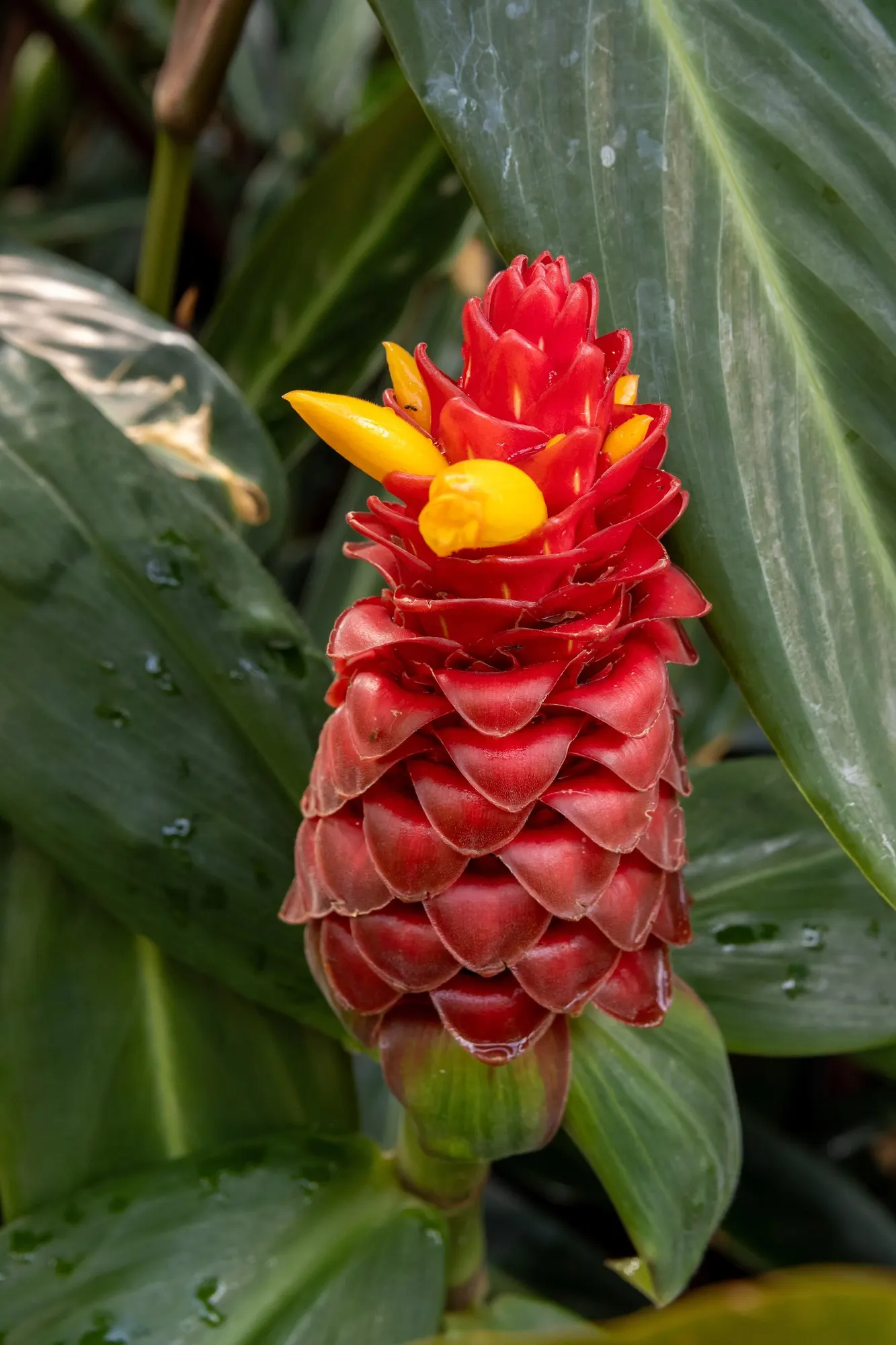 Socialite® Triostar (Stromanthe sanguinea) — as intense direct sunlight can scorch their delicate leaves