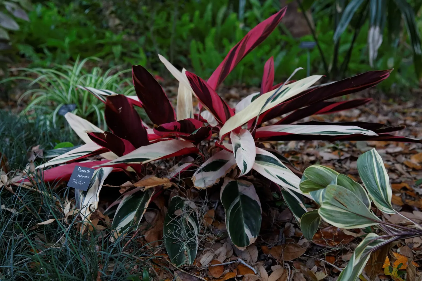 Socialite® Triostar (Stromanthe sanguinea) — water-soluble fertilizer.<br><br>In a landscape context