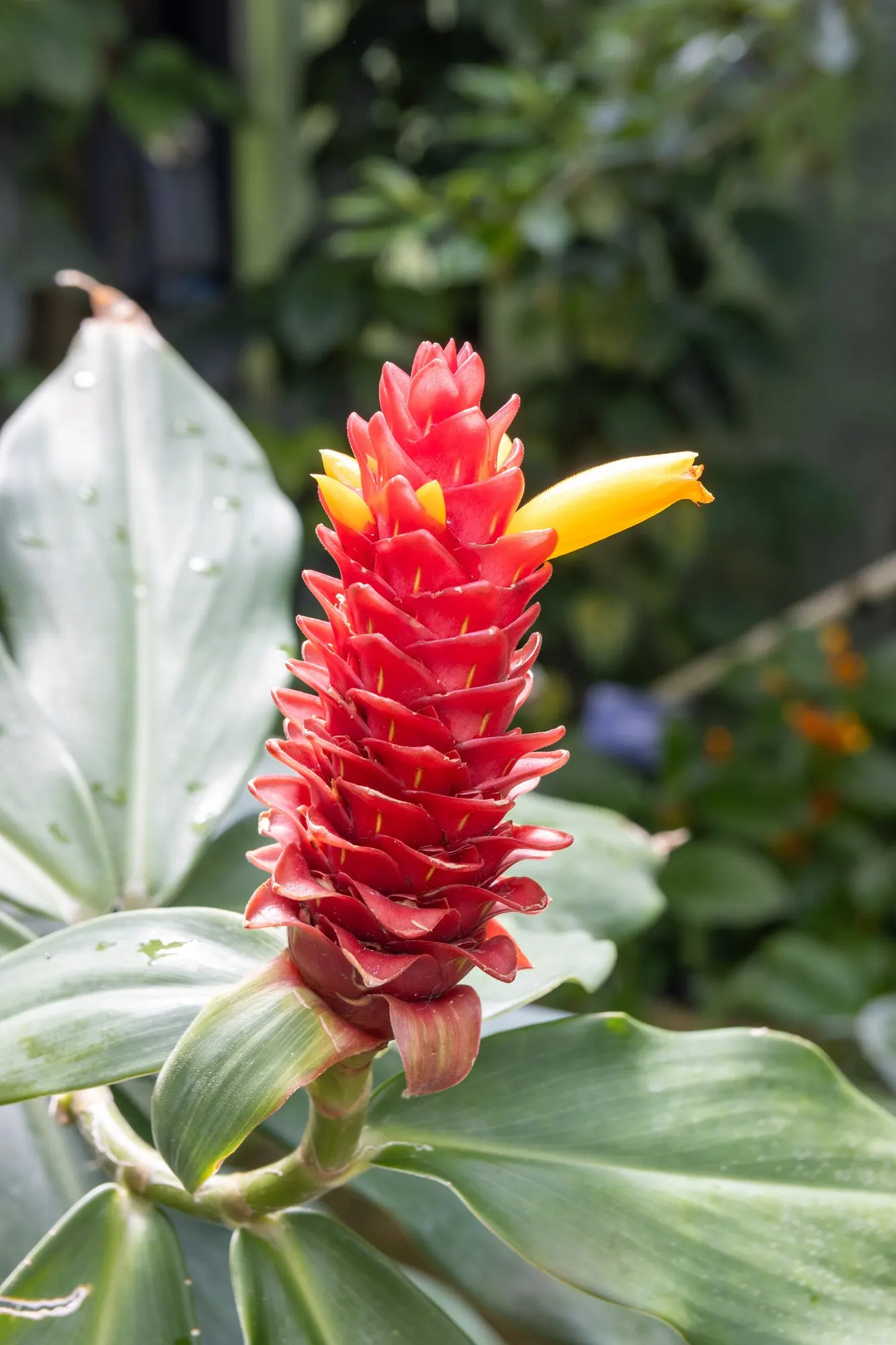 Socialite® Triostar (Stromanthe sanguinea) — This tropical perennial thrives in partial to full shade and moist, well-draining soil; in colder climates, they
