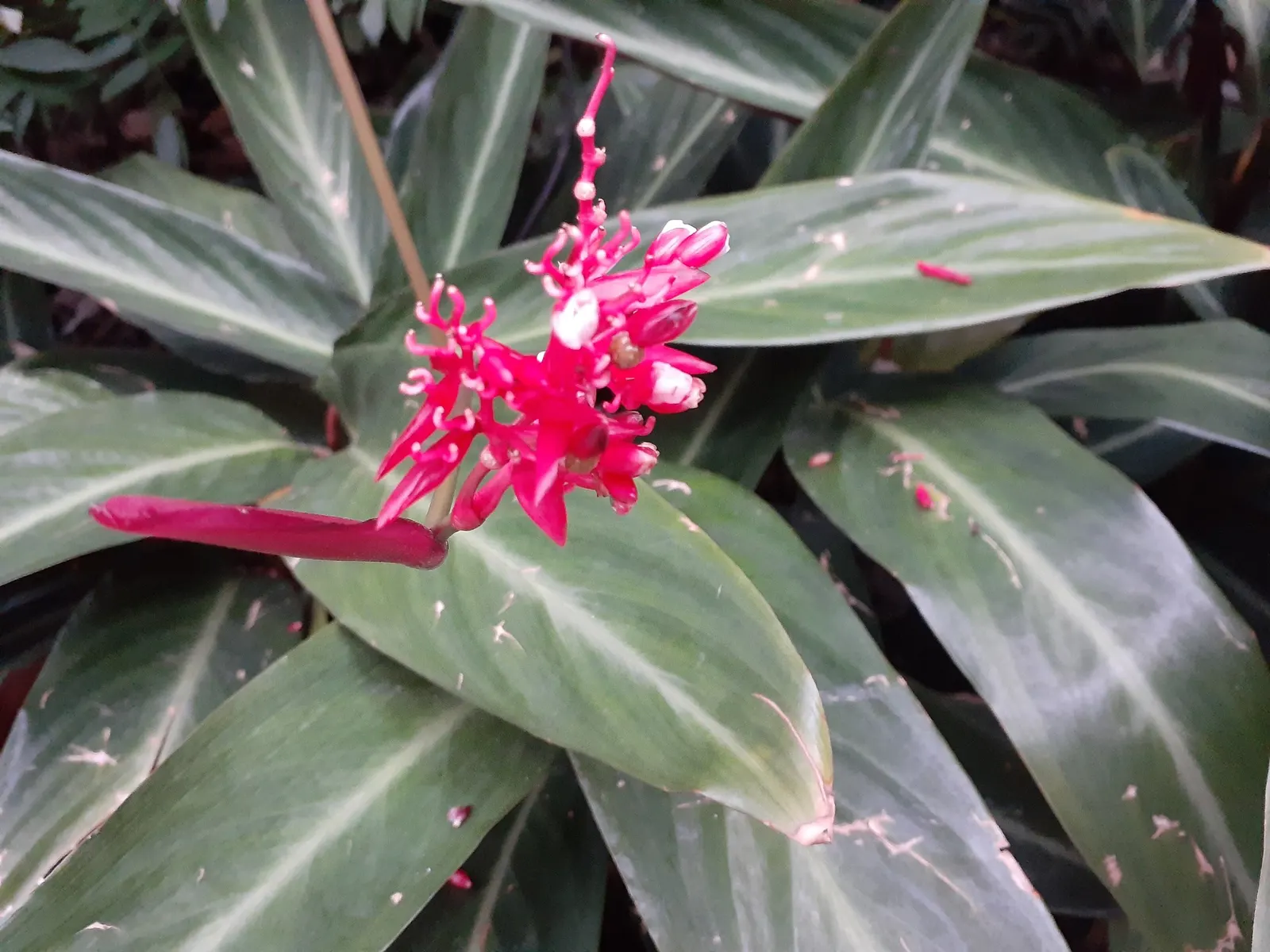 Socialite® Triostar (Stromanthe sanguinea) — The Stromanthe sanguinea 'Triostar'; maturing to 2-3 feet in height and width, it makes an exceptional understory