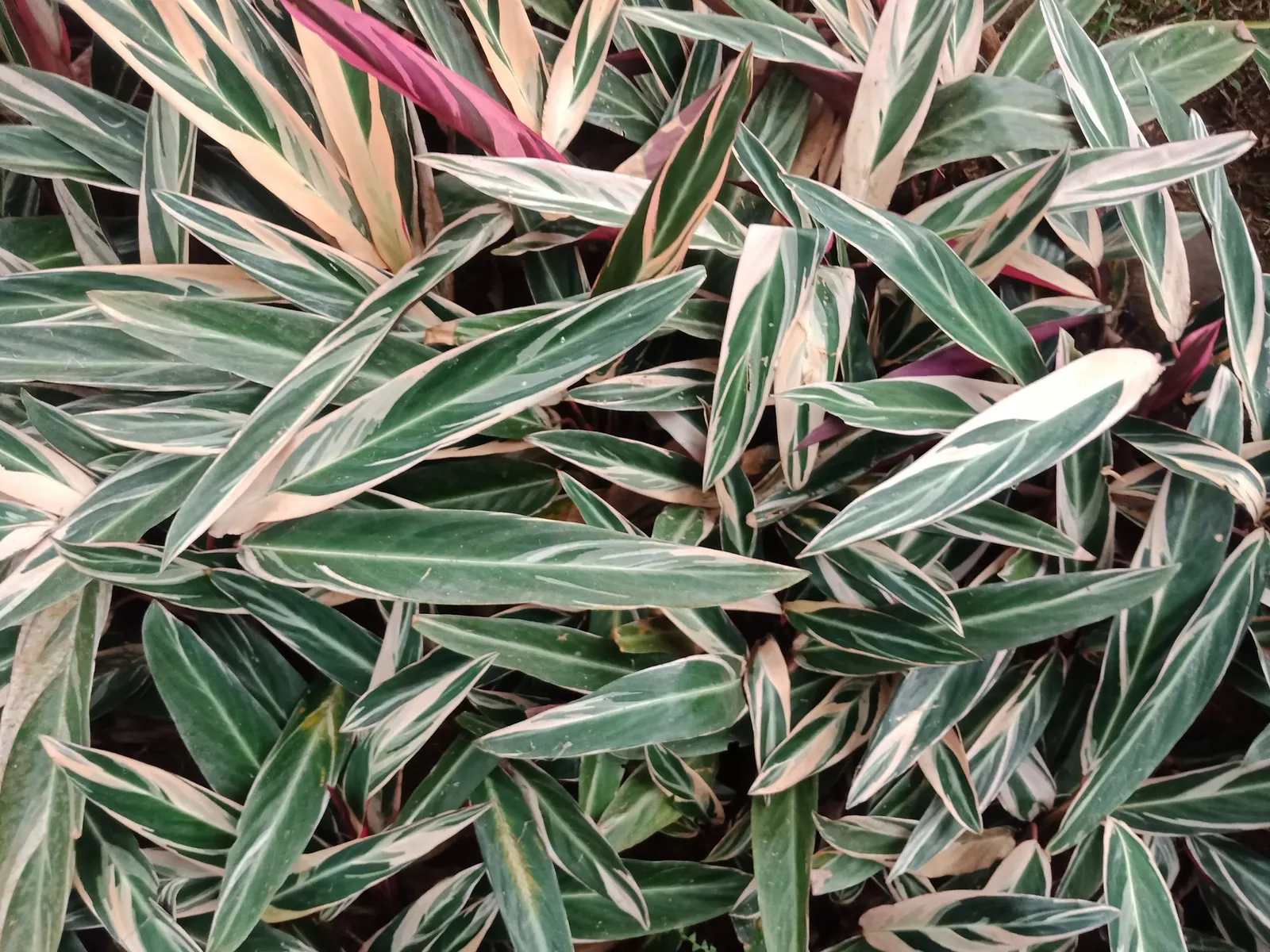 Socialite® Triostar (Stromanthe sanguinea) — perennial for half or shade