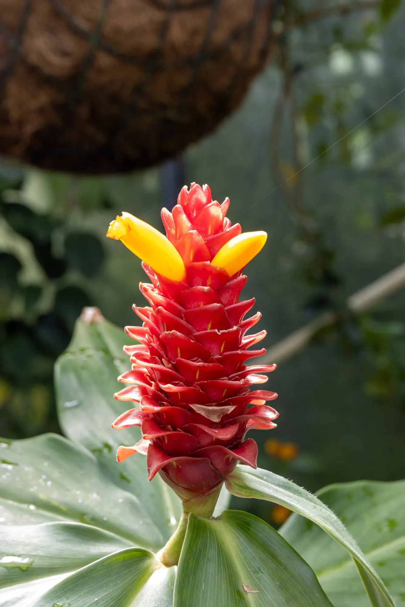 Socialite® Triostar (Stromanthe sanguinea) — Maturing to 2-3 feet in height and width, it makes an exceptional understory plant or indoor specimen; the