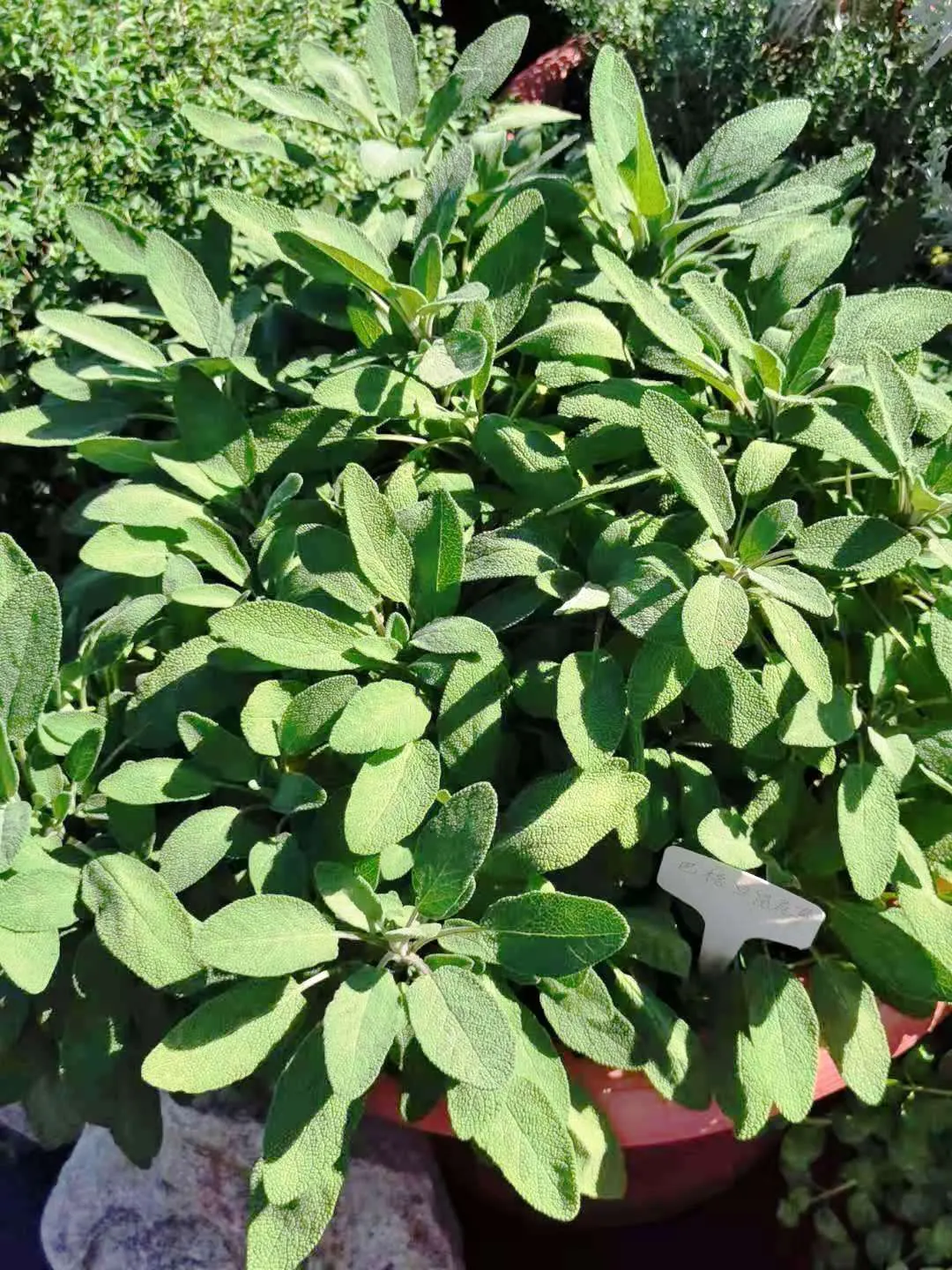 Berggarten Sage (Salvia Officinalis 'Berggarten') — It is prized for its culinary uses, aromatic leaves, and contribution to ornamental aesthetics