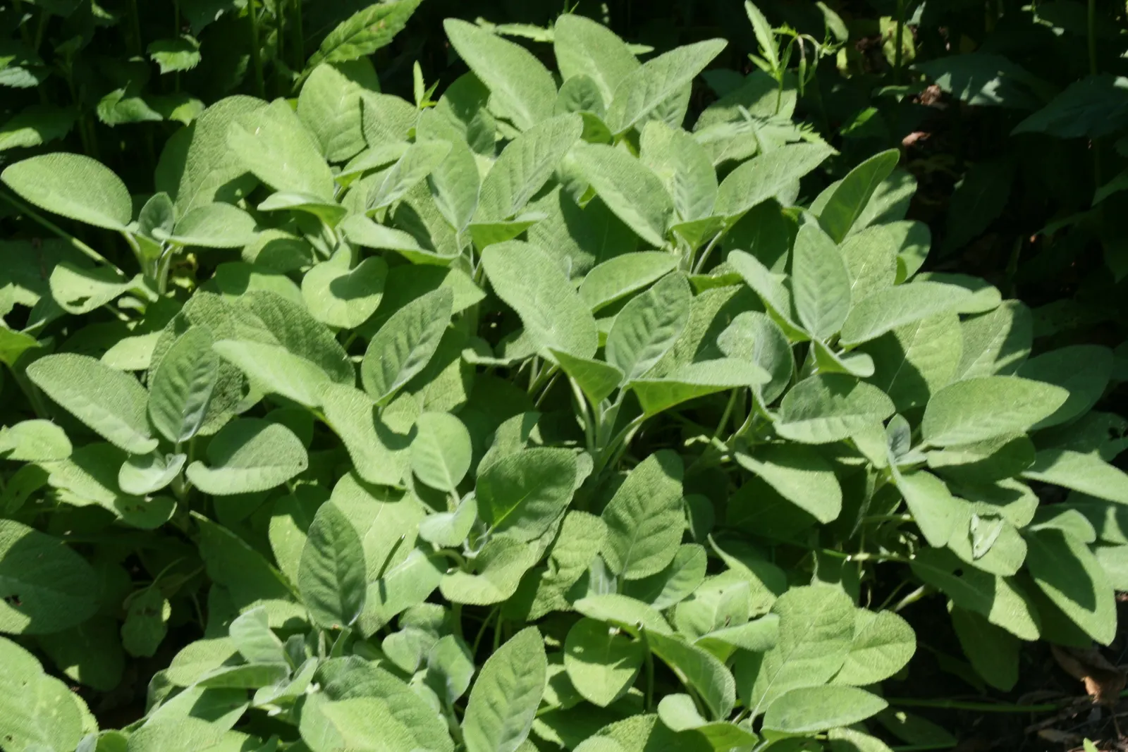Berggarten Sage (Salvia Officinalis 'Berggarten') — Its lavender-blue flowers seldom bloom, accenting foliage-heavy gardens