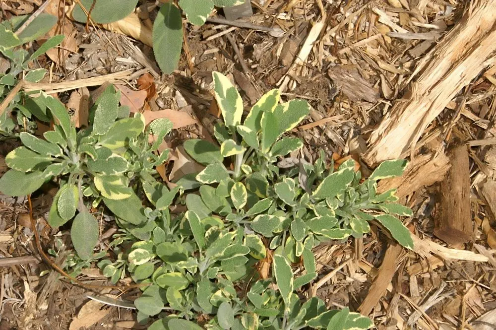 Berggarten Sage (Salvia Officinalis 'Berggarten') — scientifically named Salvia officinalis 'Berggarten'
