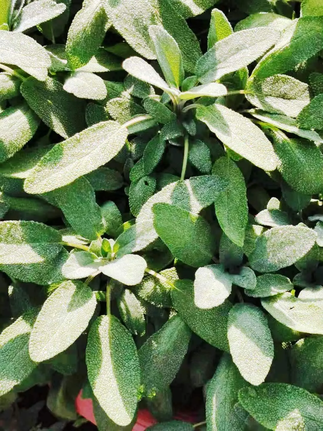 Berggarten Sage (Salvia Officinalis 'Berggarten') — is a compact and ornamental variety of the common garden sage