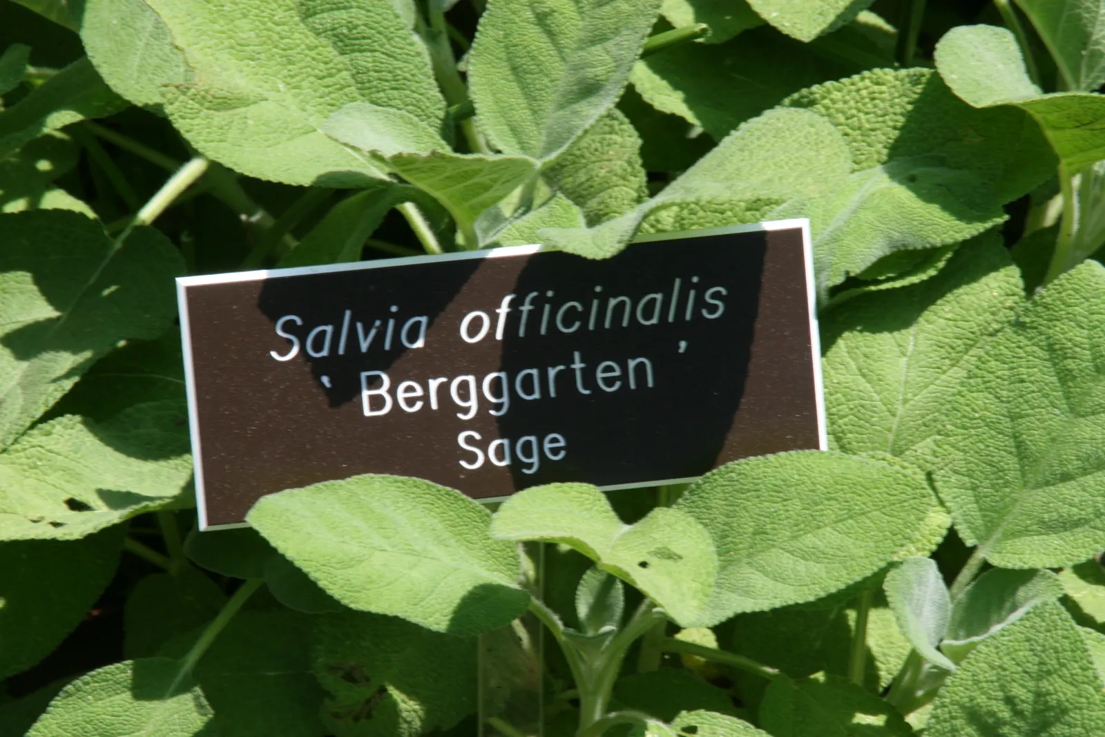 Berggarten Sage (Salvia Officinalis 'Berggarten') — Ideal for borders, herb gardens, or as a fragrant ground cover