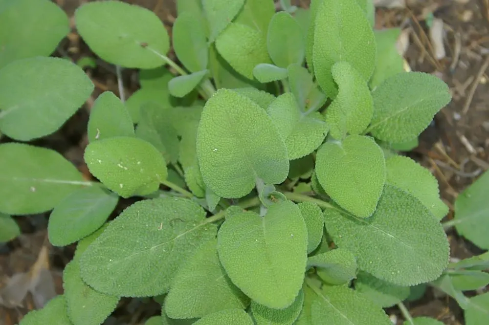 Berggarten Sage (Salvia Officinalis 'Berggarten') — It grows compactly at about 1-2 feet high and wide