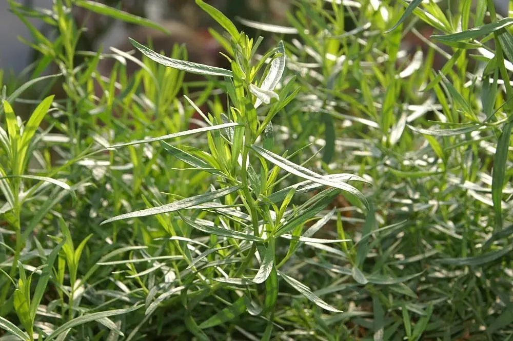 Berggarten Sage (Salvia Officinalis 'Berggarten') — This hardy sage variant thrives in zones 5-8, preferring well-drained soil and full sun exposure