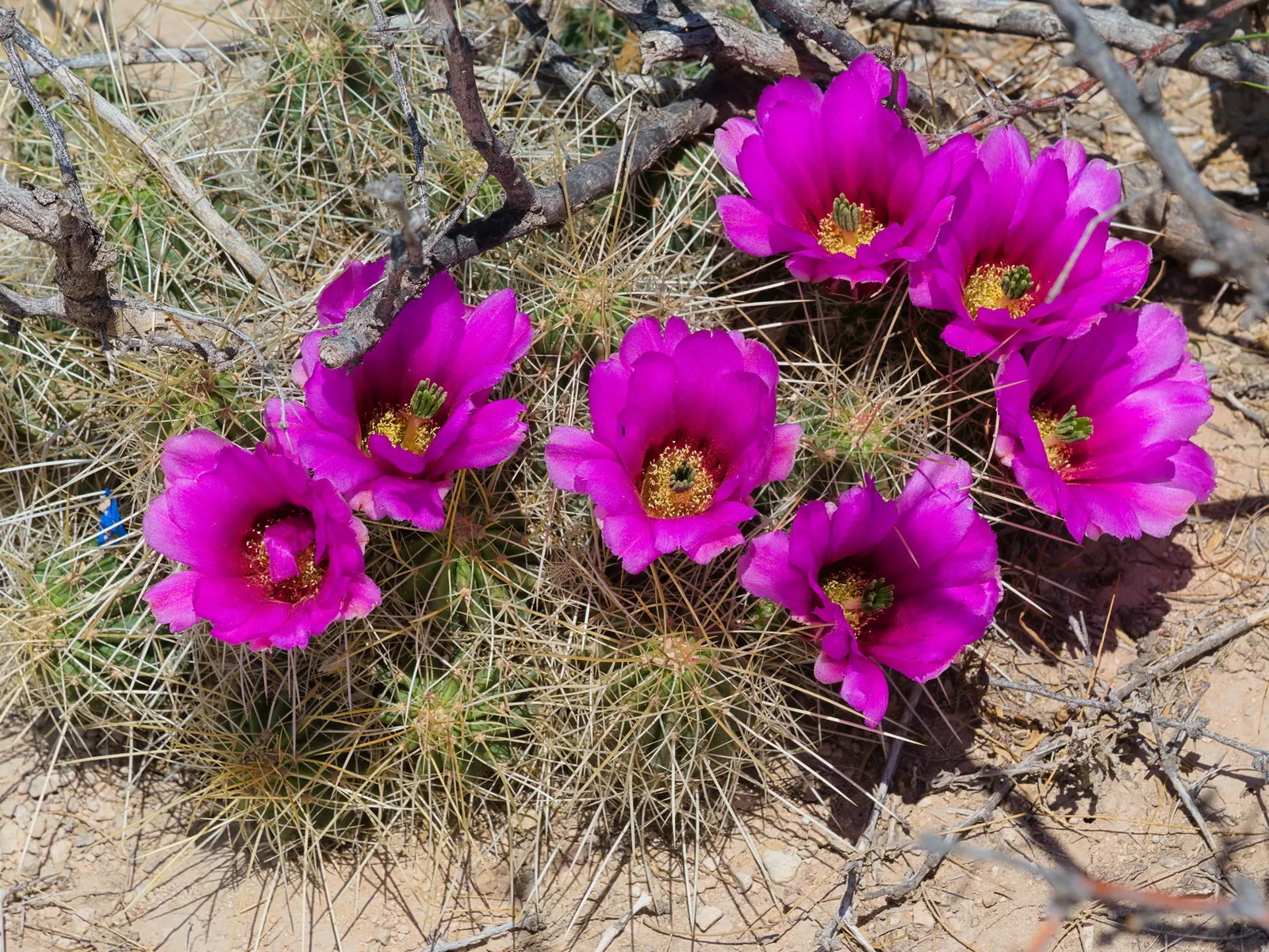 Strawberry Hedgehog (Echinocereus Engelmannii) — water-wise gardens with a touch of desert beauty; pink and violet flowers in the garden, image 85