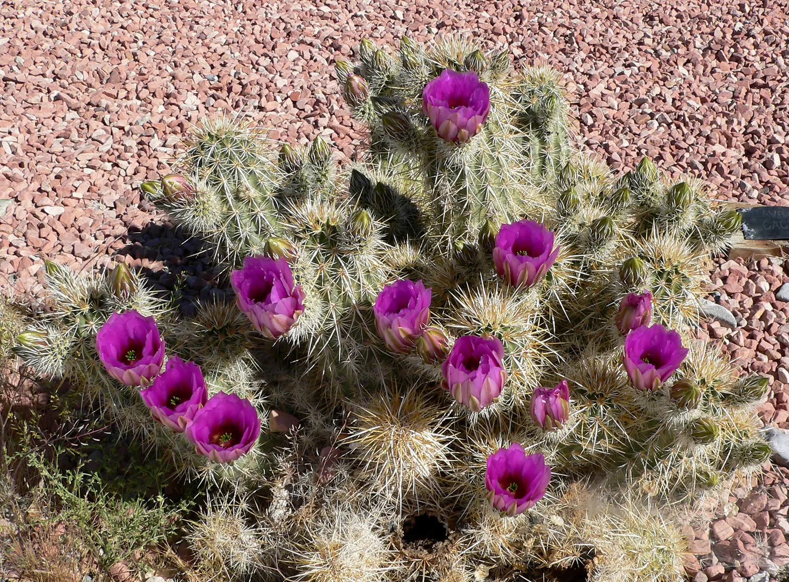 Strawberry Hedgehog (Echinocereus Engelmannii) — Springtime brings vibrant magenta flowers, followed by edible red fruits resembling strawberries; this plant