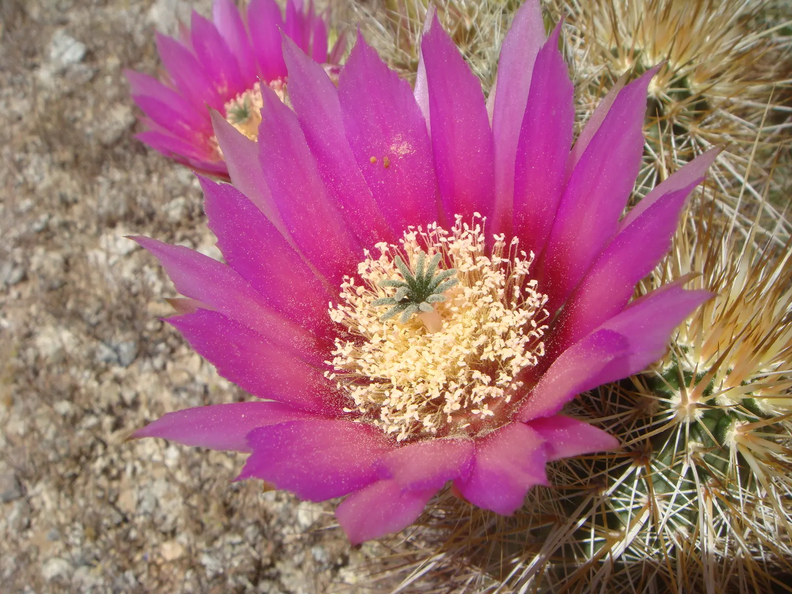 Strawberry Hedgehog (Echinocereus Engelmannii) — This plant makes an excellent addition for clients seeking low-maintenance; each blossom measures, image 106