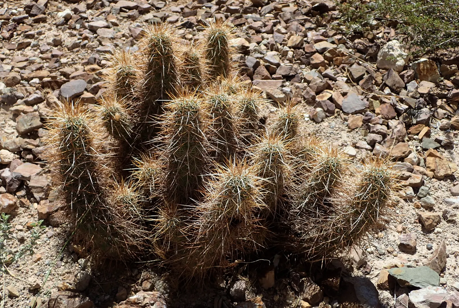 Strawberry Hedgehog (Echinocereus Engelmannii) — scientifically known as Echinocereus engelmannii; which allows for spreading and airflow while, image 94