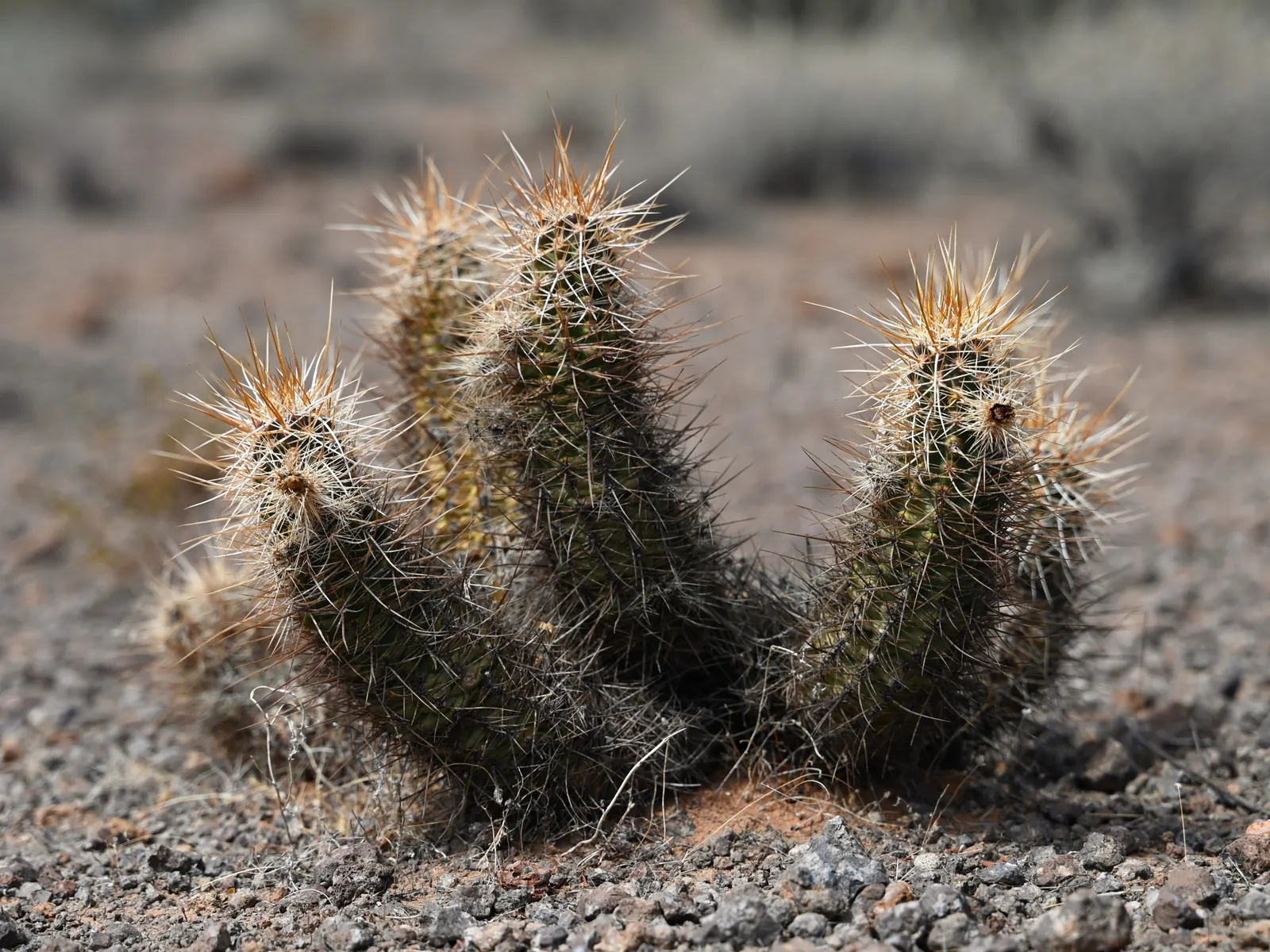 Strawberry Hedgehog (Echinocereus Engelmannii) — water-wise gardens with a touch of desert beauty; pink and violet flowers in the garden, image 63