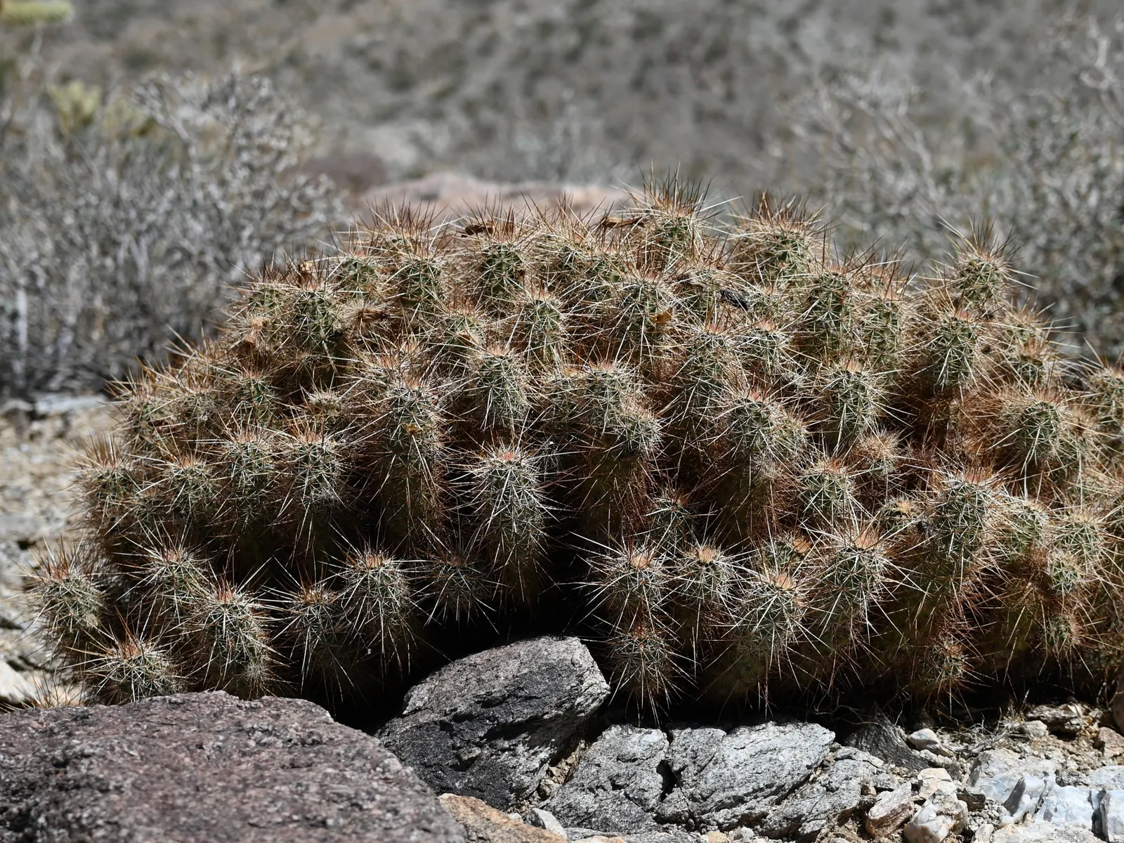 Strawberry Hedgehog (Echinocereus Engelmannii) — Ideal for rock gardens and desert landscapes, it adds striking texture and seasonal color; its, image 71