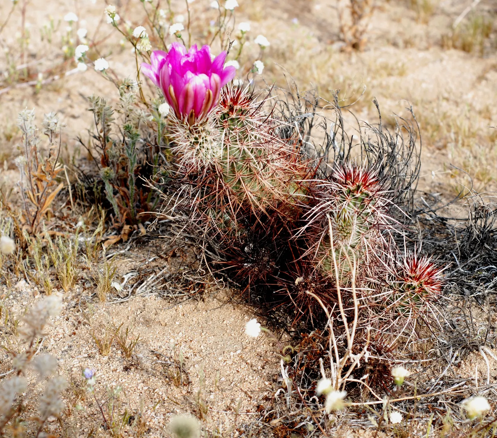 Strawberry Hedgehog (Echinocereus Engelmannii) — Springtime brings vibrant magenta flowers, followed by edible red fruits resembling strawberries, image 113